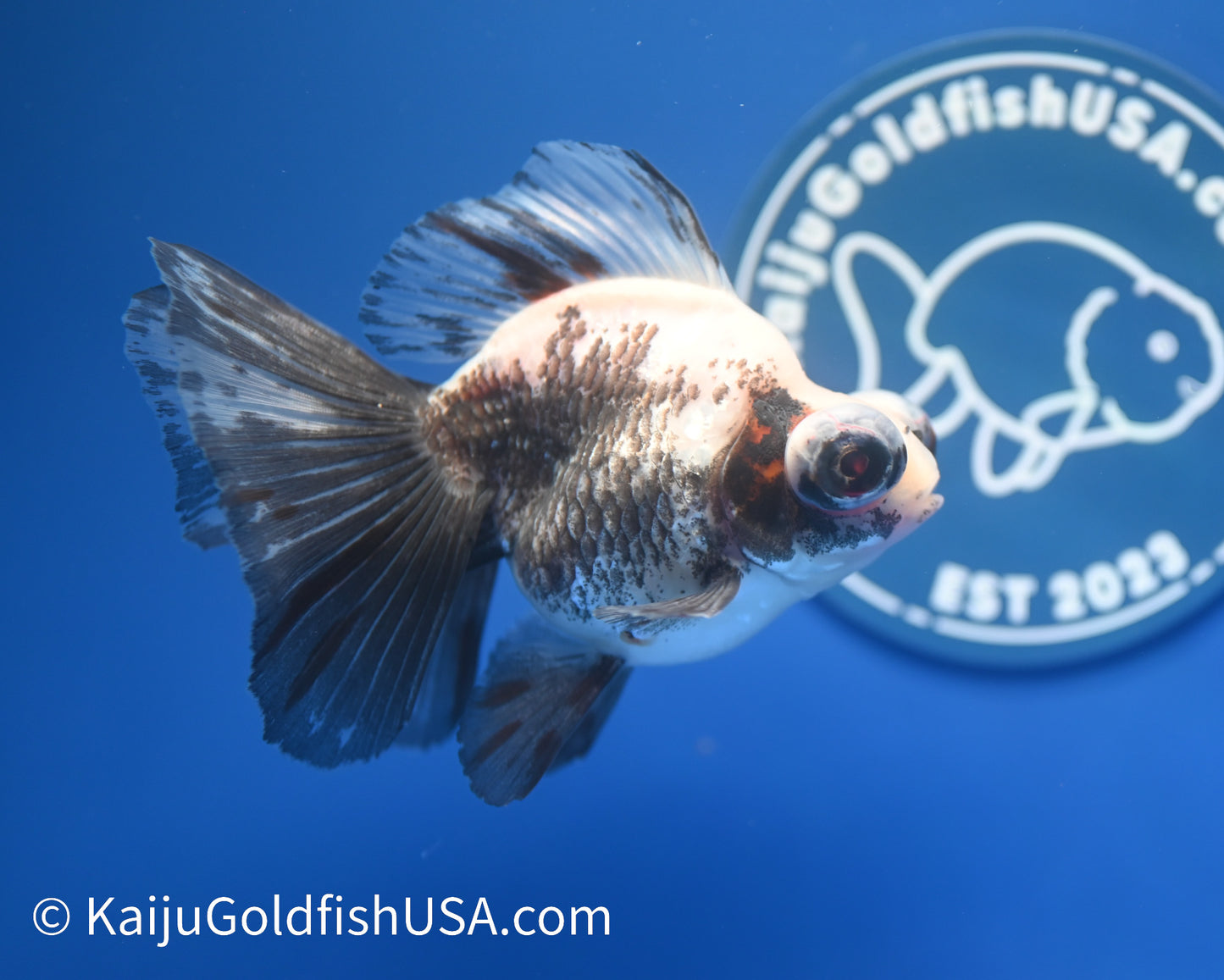 Panda Butterfly Tail Demekin 3.5-4 inches (1208_DK1) - Kaiju Goldfish USA