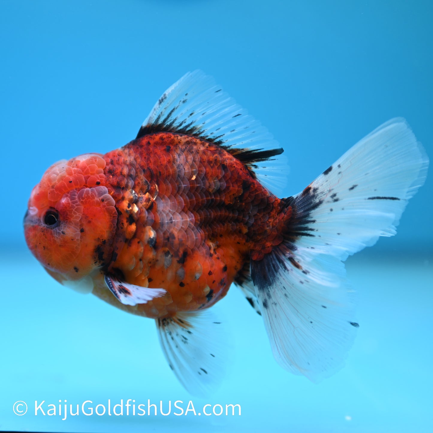 Tiger Rose Tail Oranda 4.5-5 inches (240209_OR07) - Kaiju Goldfish USA