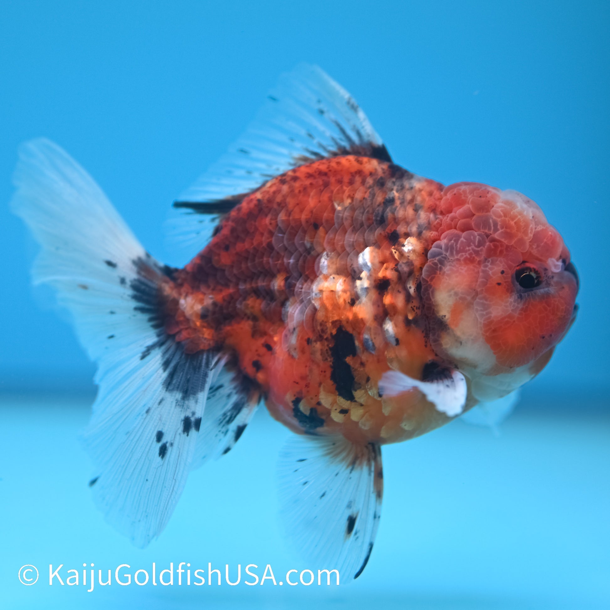 Tiger Rose Tail Oranda 4.5-5 inches (240209_OR07) - Kaiju Goldfish USA