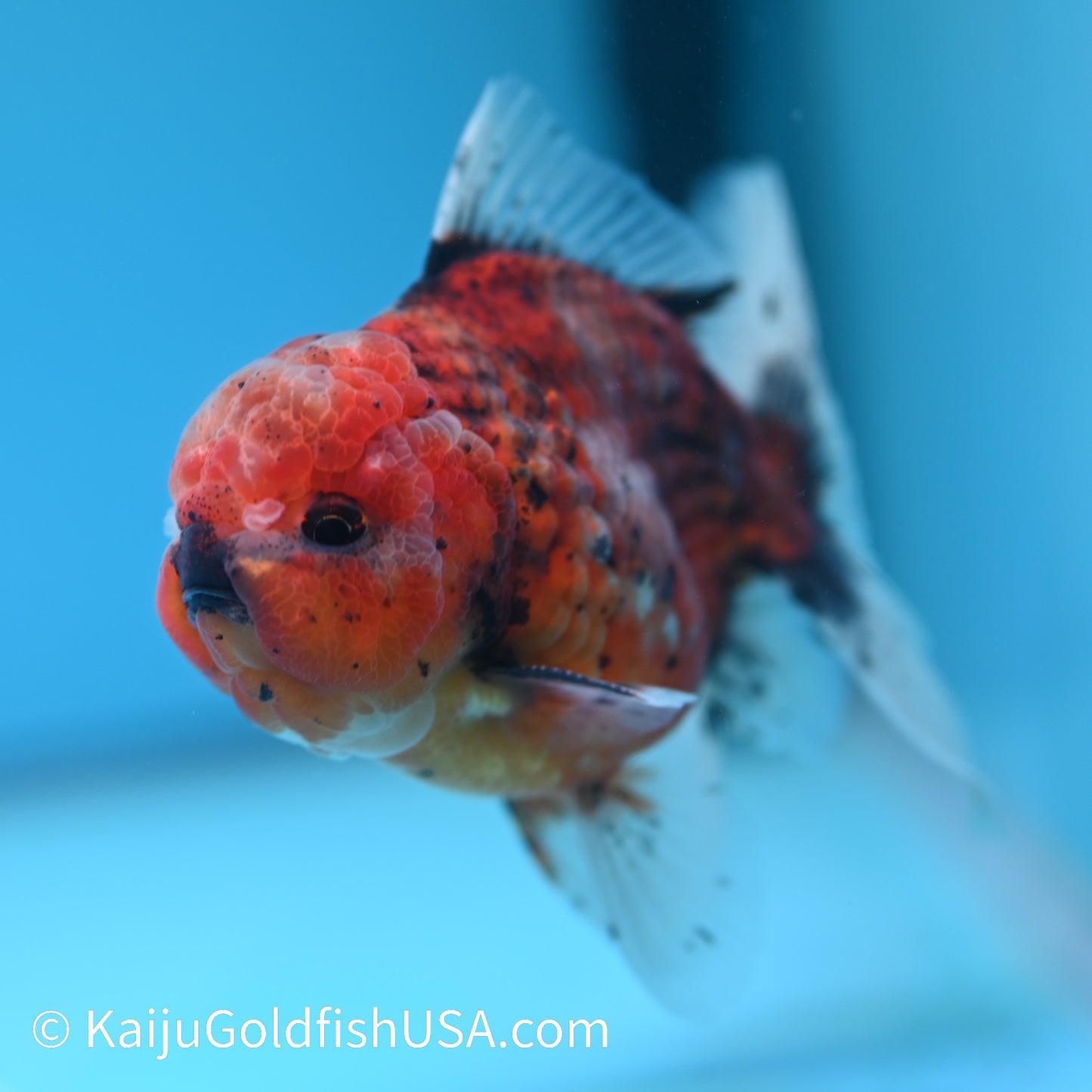 Tiger Rose Tail Oranda 4.5-5 inches (240209_OR07) - Kaiju Goldfish USA