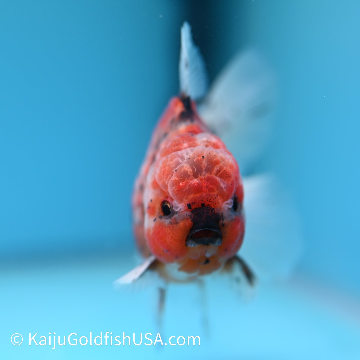 Tiger Rose Tail Oranda 4.5-5 inches (240209_OR07) - Kaiju Goldfish USA