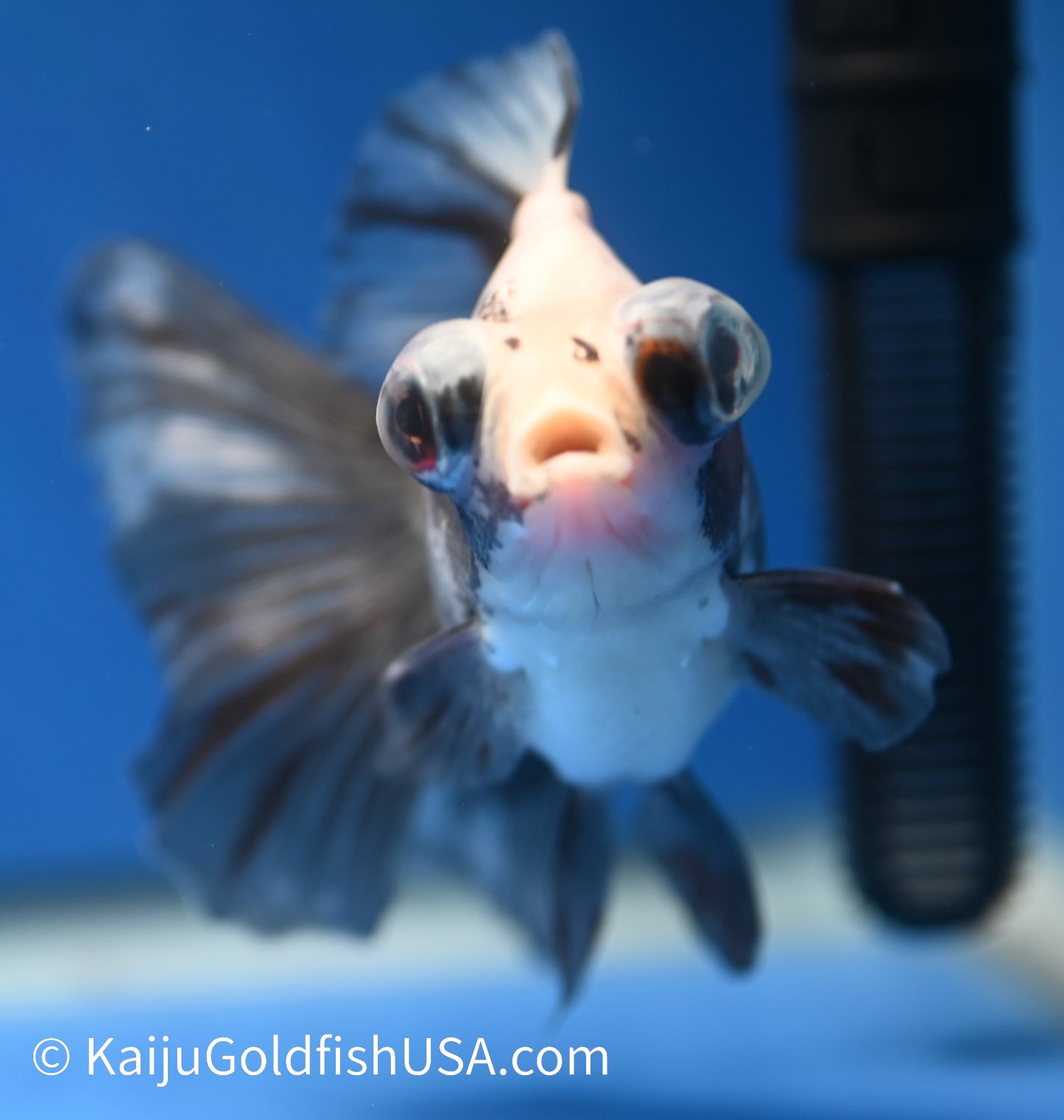 Panda Butterfly Tail Demekin 3.5-4 inches (1208_DK1) - Kaiju Goldfish USA