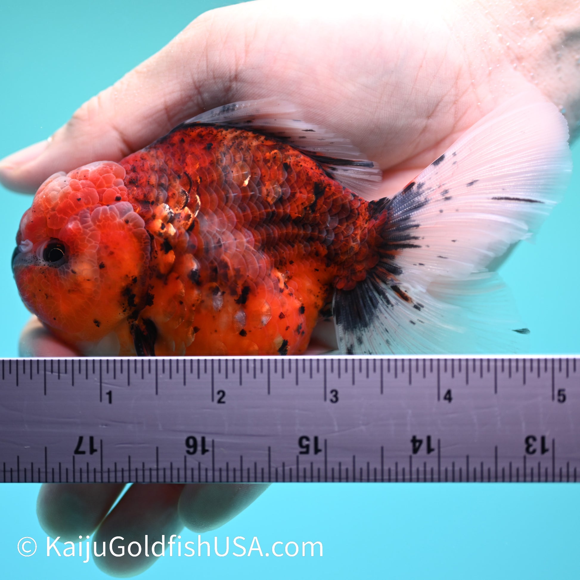 Tiger Rose Tail Oranda 4.5-5 inches (240209_OR07) - Kaiju Goldfish USA