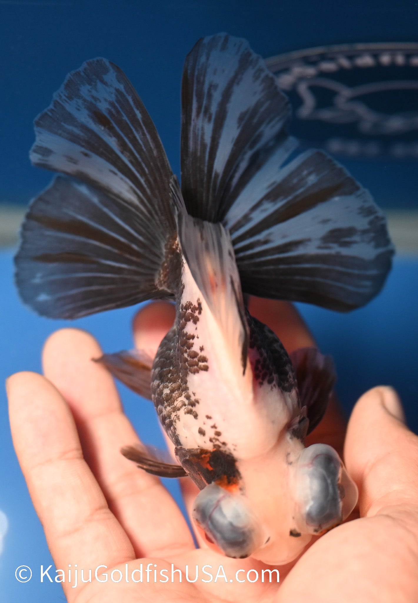 Panda Butterfly Tail Demekin Goldfish for Sale Panda Butterfly Tail