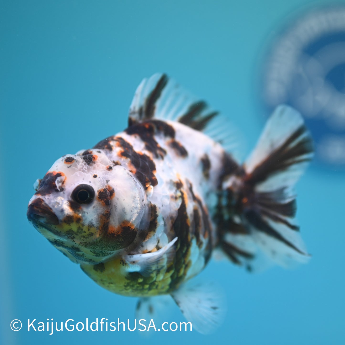 Tricolor White Tiger Oranda  4-4.5 inches (240209_OR03) - Kaiju Goldfish USA