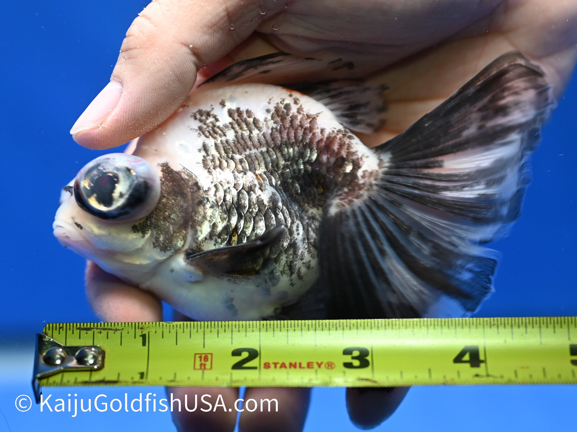 Panda Butterfly Tail Demekin 3.5-4 inches (1208_DK1) - Kaiju Goldfish USA