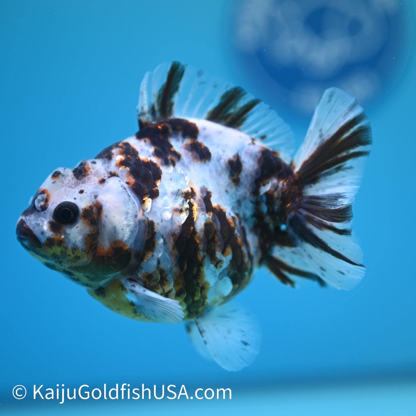 Tricolor White Tiger Oranda  4-4.5 inches (240209_OR03) - Kaiju Goldfish USA