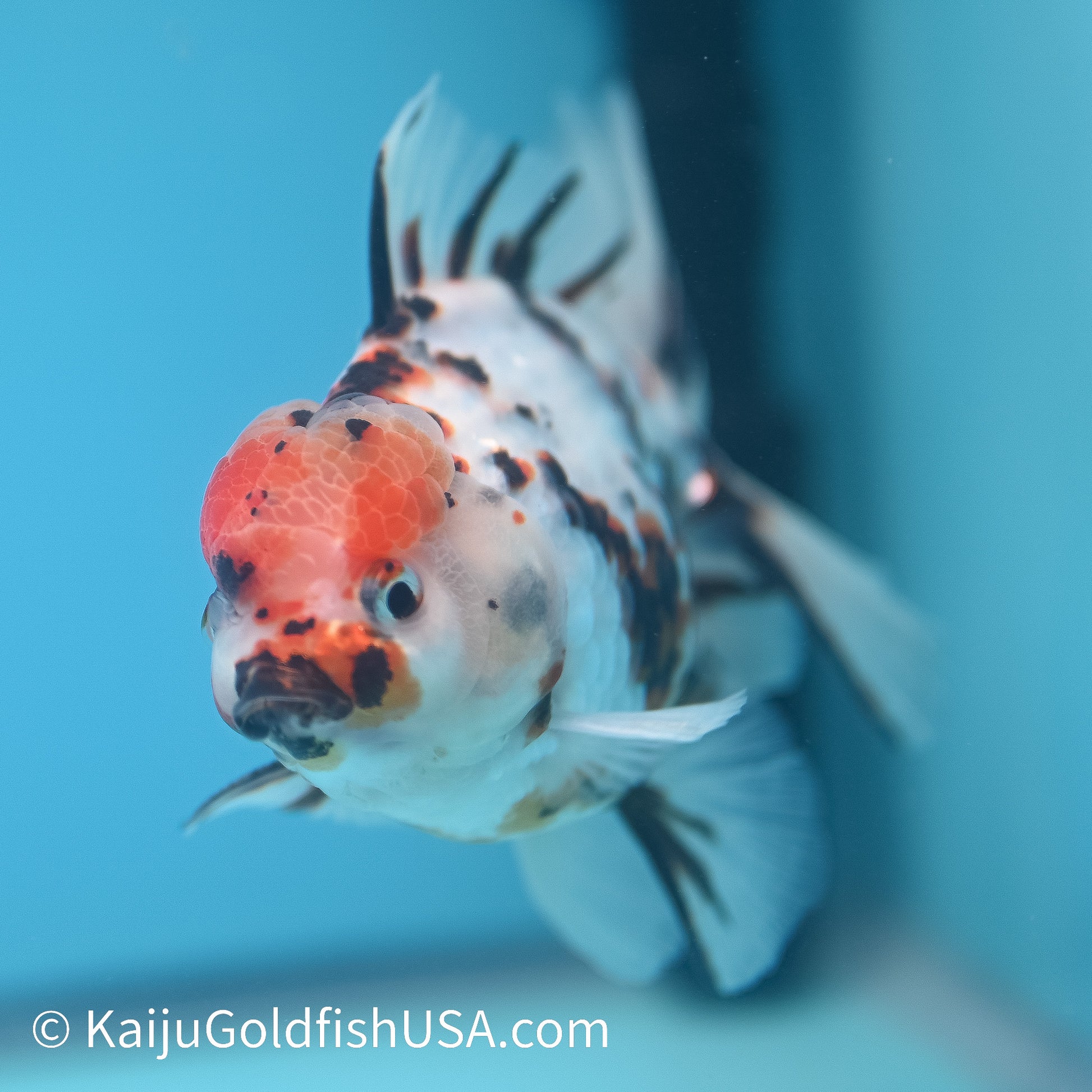 Tricolor White Tiger Oranda  4.5-5 inches (240209_OR08) - Kaiju Goldfish USA