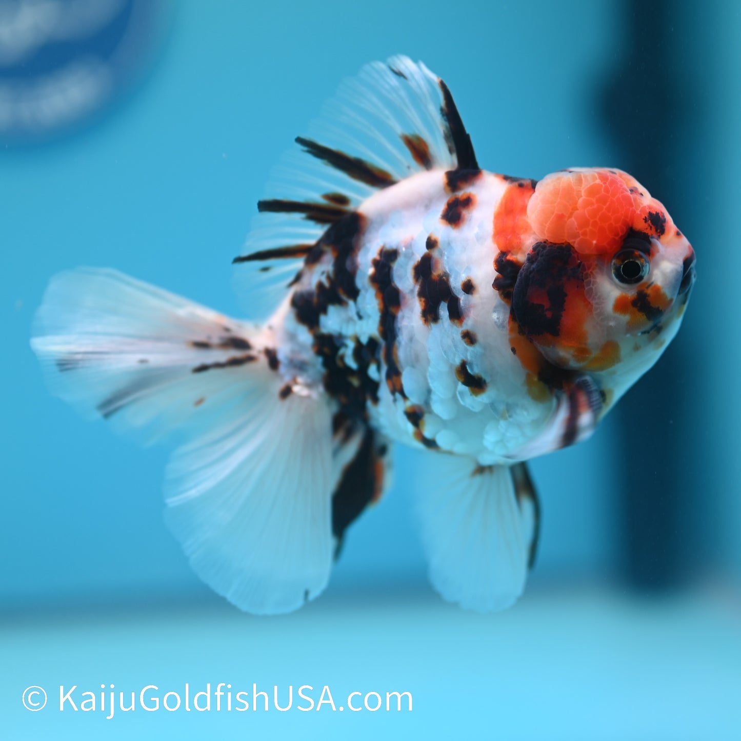Tricolor White Tiger Oranda  4.5-5 inches (240209_OR08) - Kaiju Goldfish USA