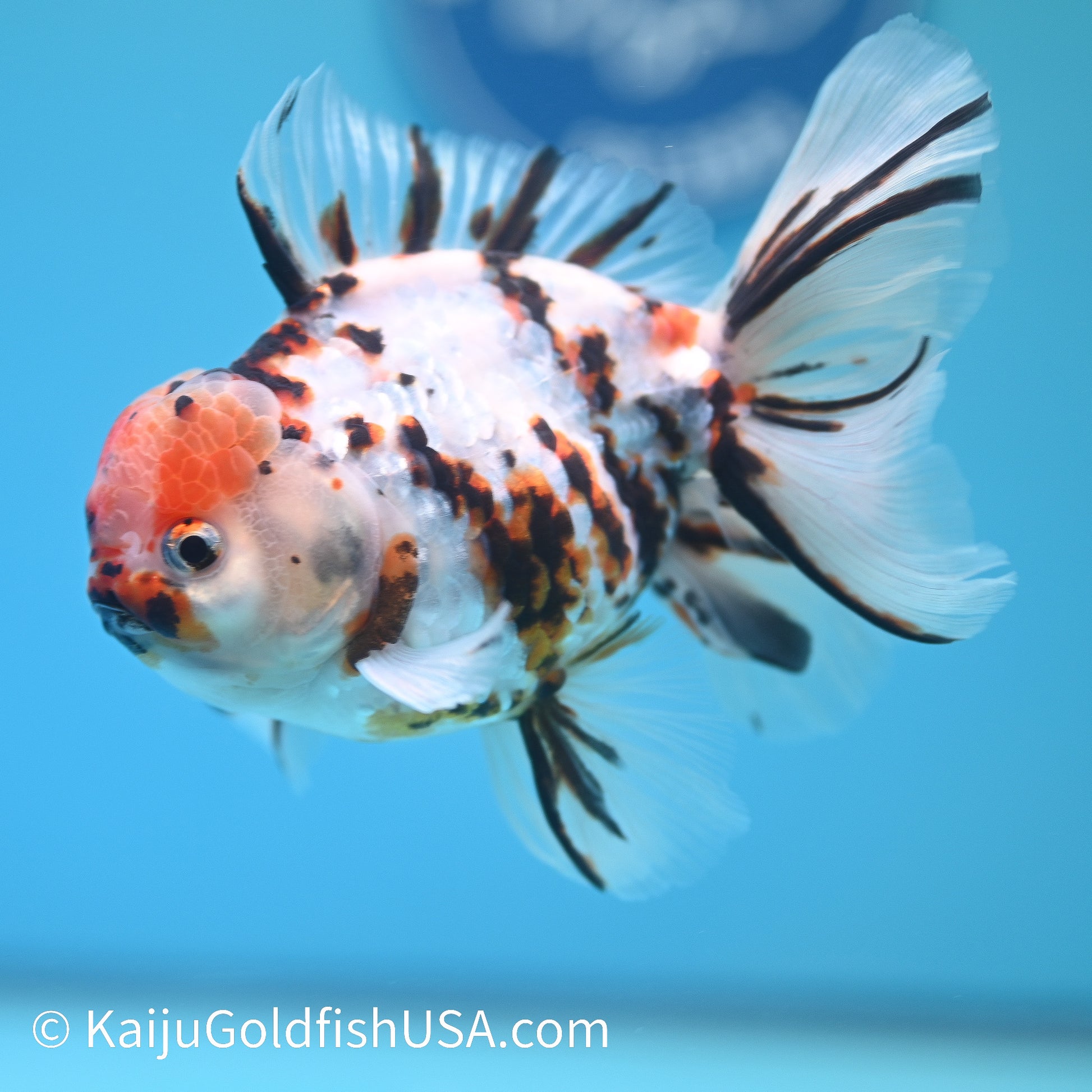 Tricolor White Tiger Oranda  4.5-5 inches (240209_OR08) - Kaiju Goldfish USA