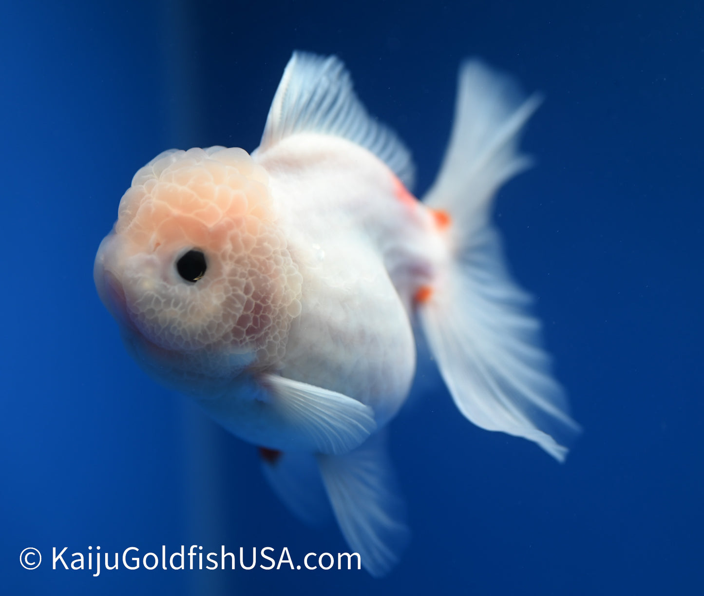 Sakura Rose Tail Oranda 4.5 - 5 inches (1208_OR01) - Kaiju Goldfish USA