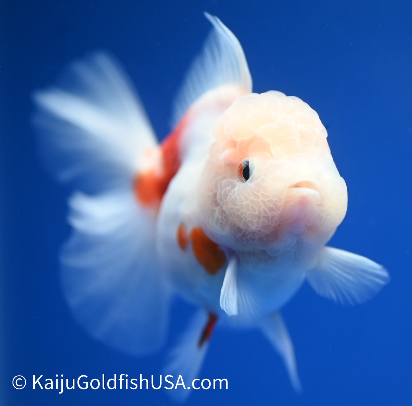 Sakura Rose Tail Oranda 4.5 - 5 inches (1208_OR01) - Kaiju Goldfish USA