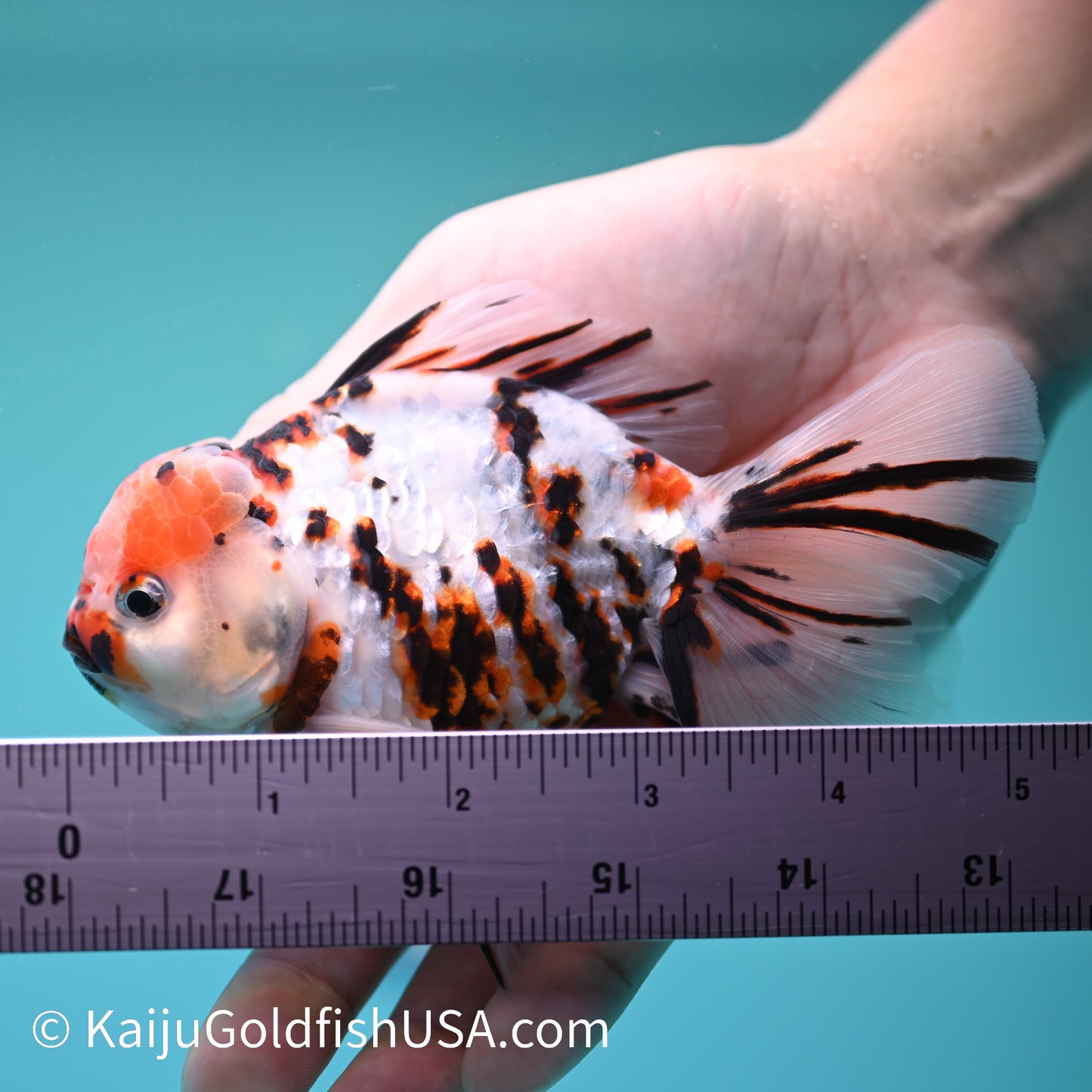 Tricolor White Tiger Oranda  4.5-5 inches (240209_OR08) - Kaiju Goldfish USA