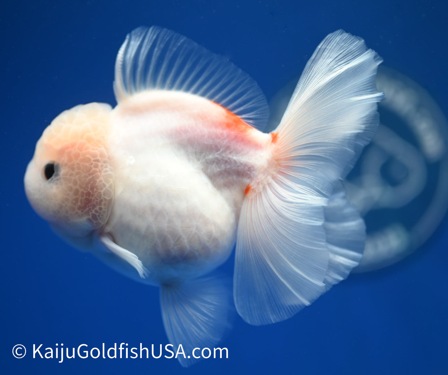 Sakura Rose Tail Oranda 4.5 - 5 inches (1208_OR01) - Kaiju Goldfish USA