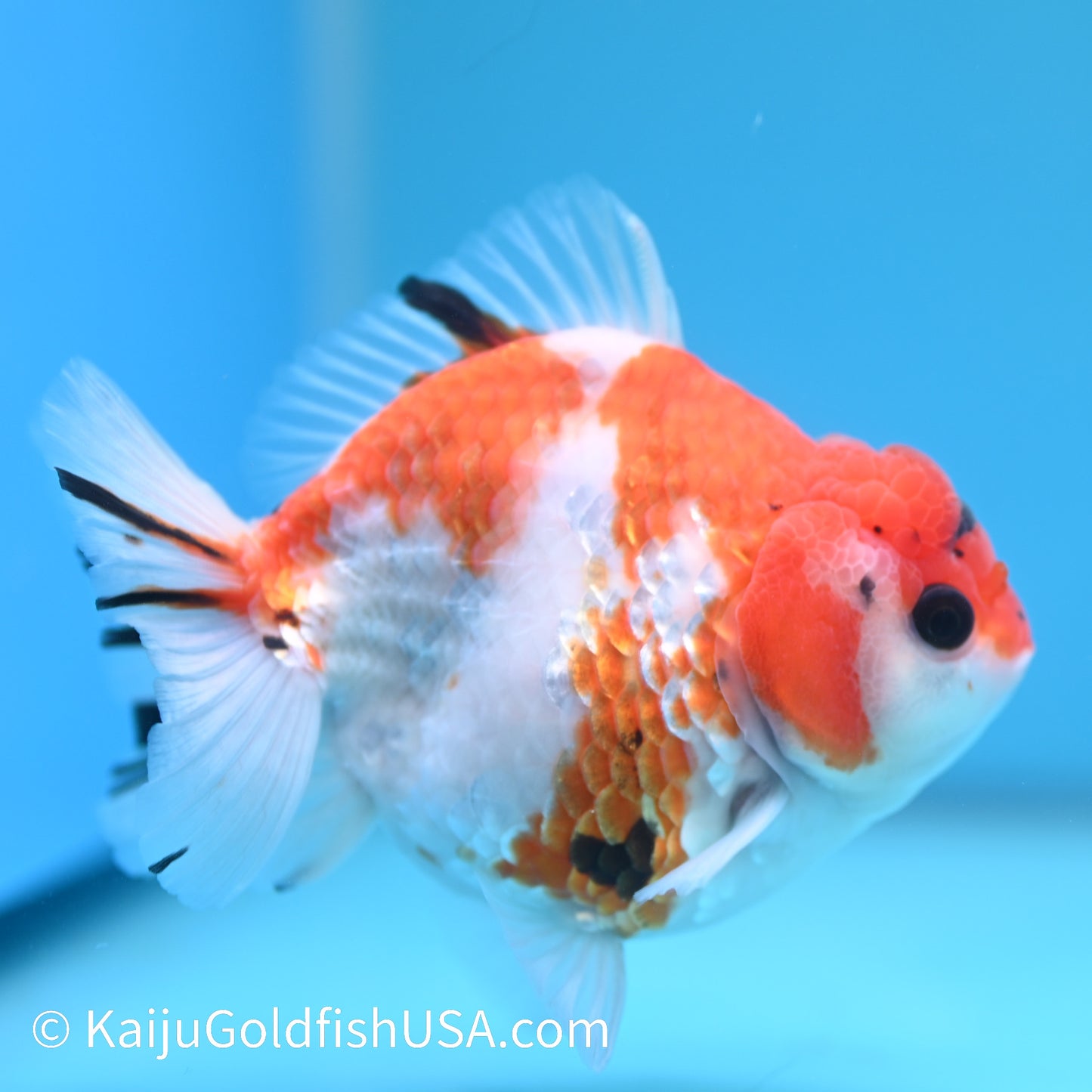 Tricolor Tiger YuanBao 4.5-5 inches (240209_OR09) - Kaiju Goldfish USA