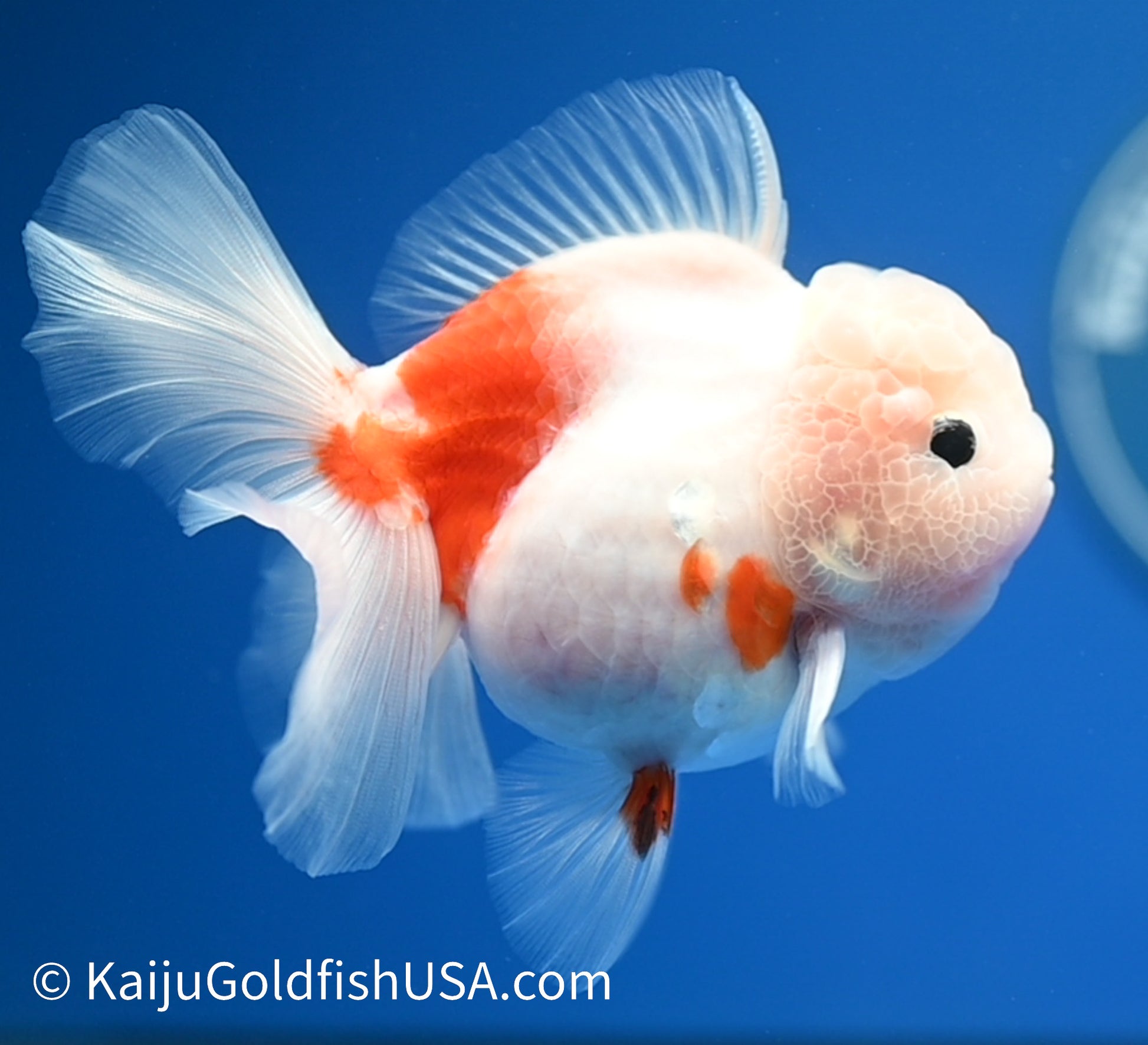 Sakura Rose Tail Oranda 4.5 - 5 inches (1208_OR01) - Kaiju Goldfish USA