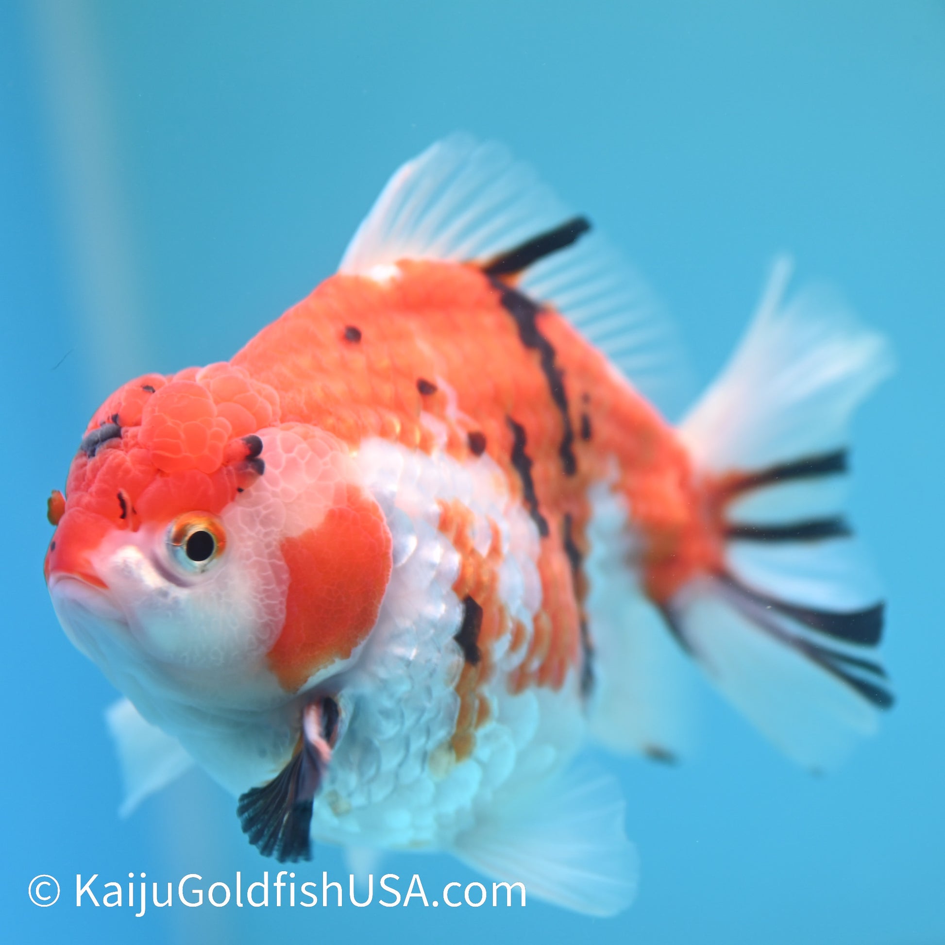 Tricolor Tiger YuanBao 4.5-5 inches (240209_OR09) - Kaiju Goldfish USA