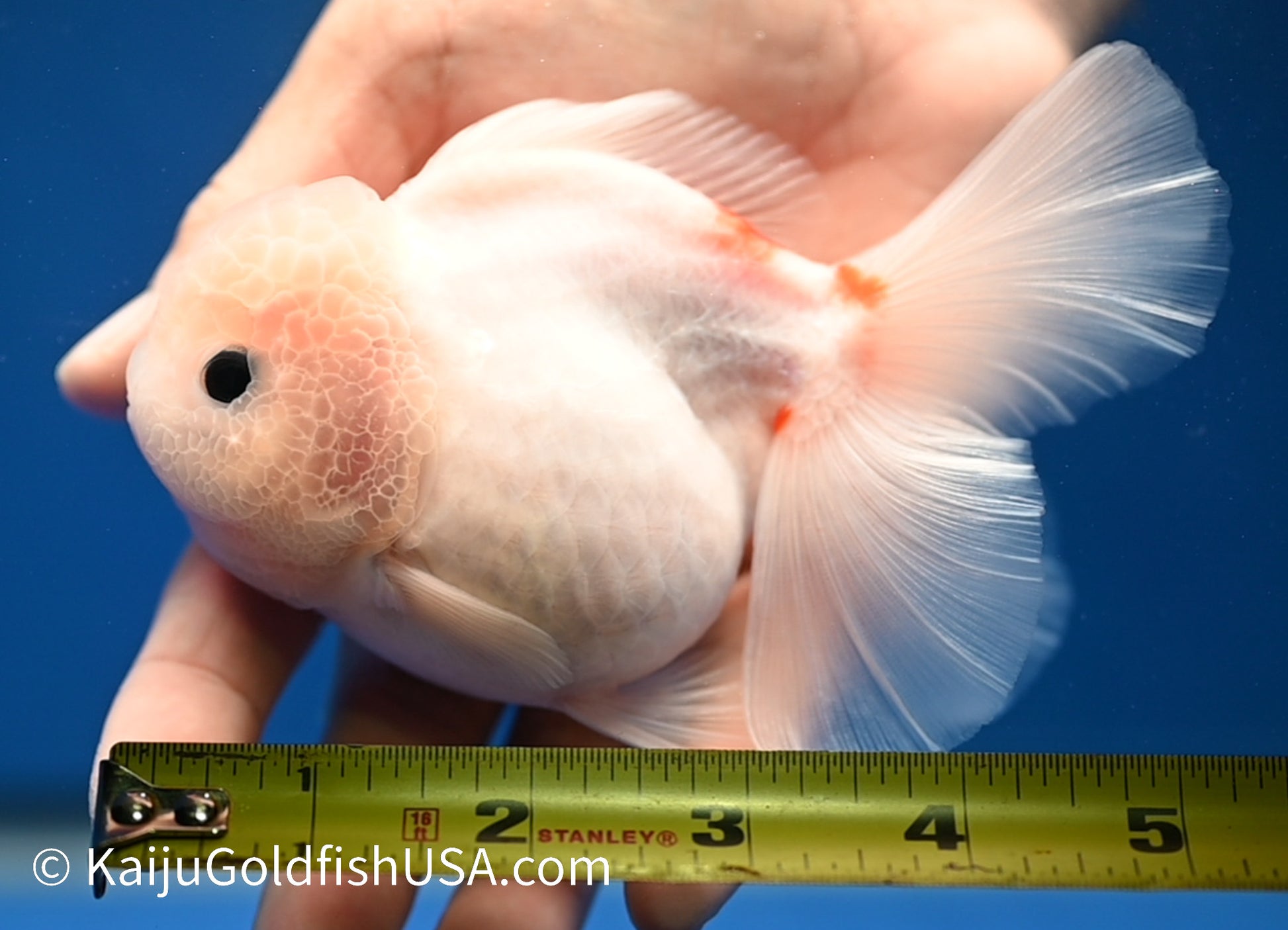 Sakura Rose Tail Oranda 4.5 - 5 inches (1208_OR01) - Kaiju Goldfish USA