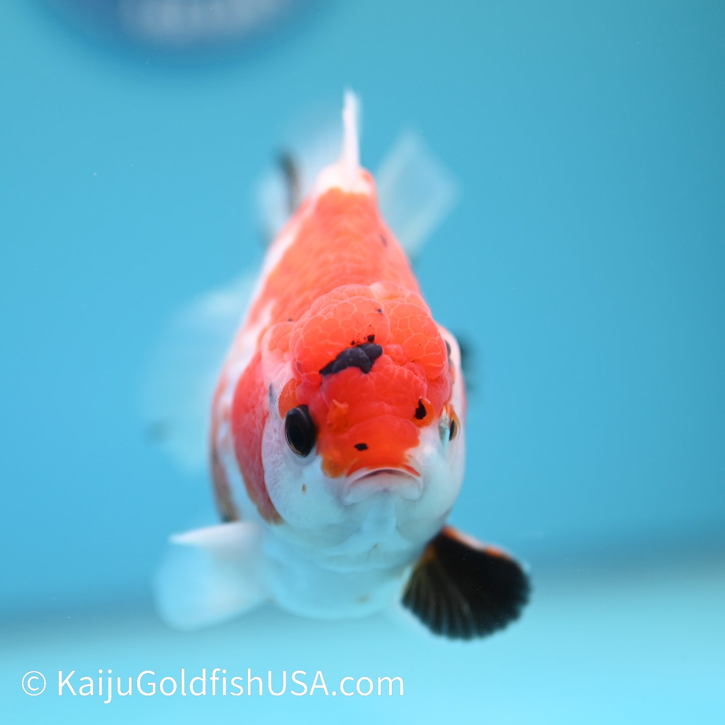 Tricolor Tiger YuanBao 4.5-5 inches (240209_OR09) - Kaiju Goldfish USA