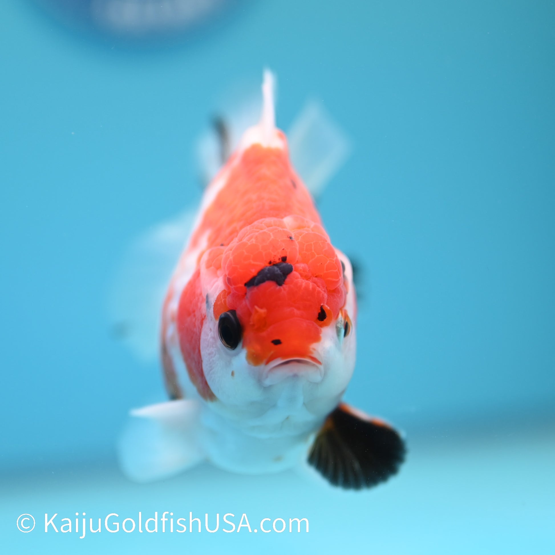 Tricolor Tiger YuanBao 4.5-5 inches (240209_OR09) - Kaiju Goldfish USA
