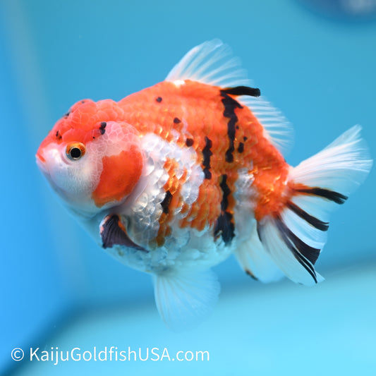 Tricolor Tiger YuanBao 4.5-5 inches (240209_OR09) - Kaiju Goldfish USA