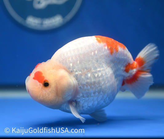 Red White Buffalo Ranchu 4.5 - 5 inches (1215_RC09) - Kaiju Goldfish USA