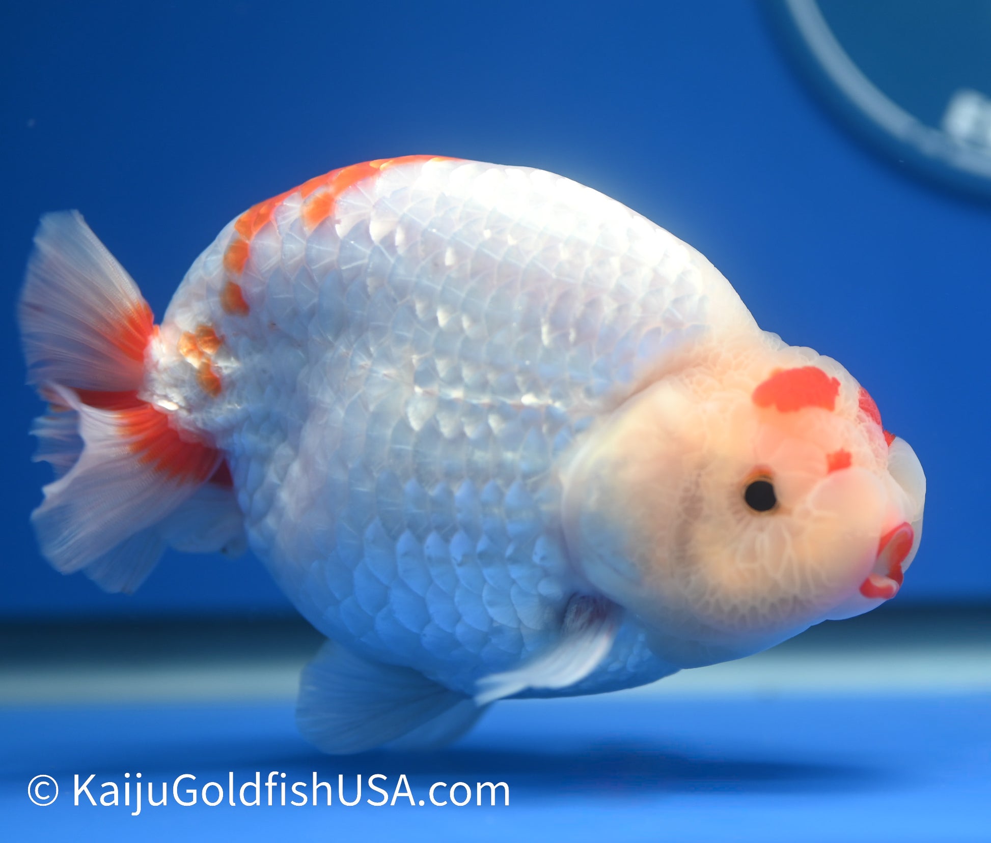 Red White Buffalo Ranchu 4.5 - 5 inches (1215_RC09) - Kaiju Goldfish USA