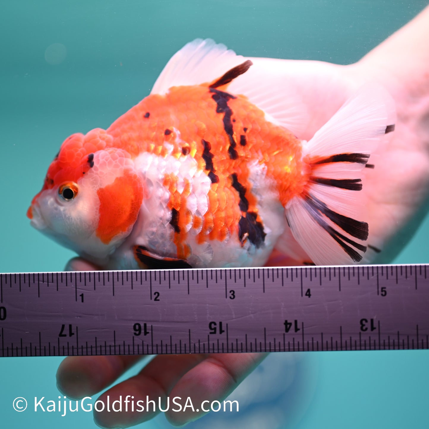Tricolor Tiger YuanBao 4.5-5 inches (240209_OR09) - Kaiju Goldfish USA