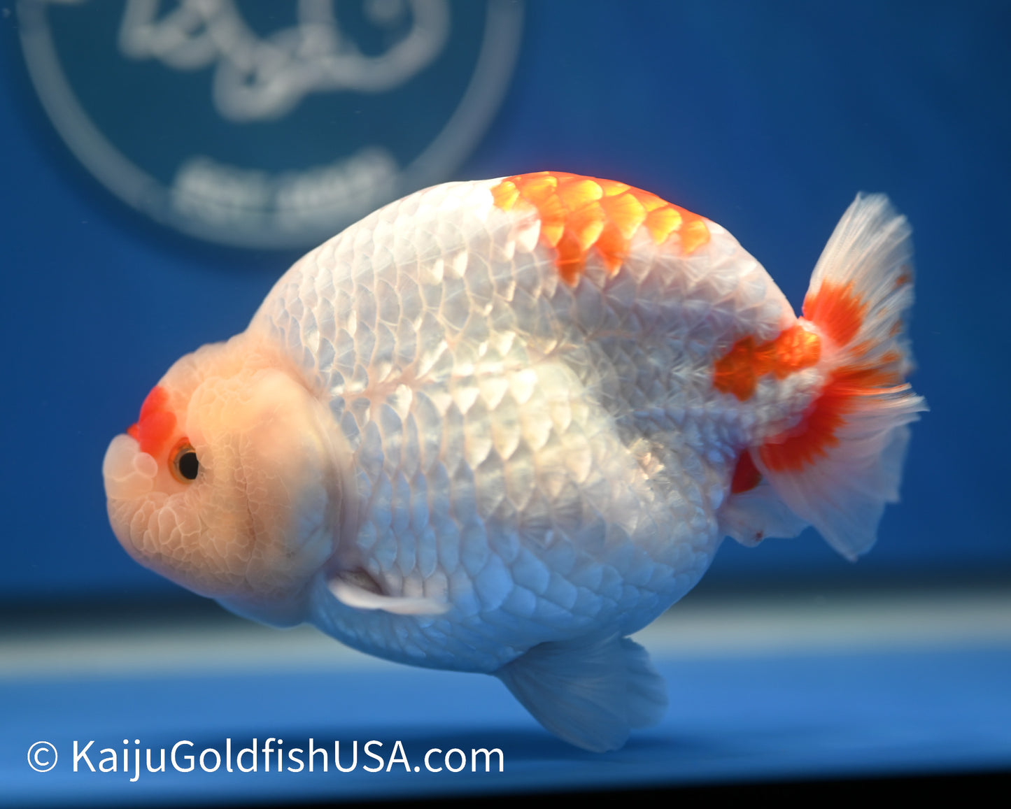 Red White Buffalo Ranchu 4.5 - 5 inches (1215_RC09) - Kaiju Goldfish USA