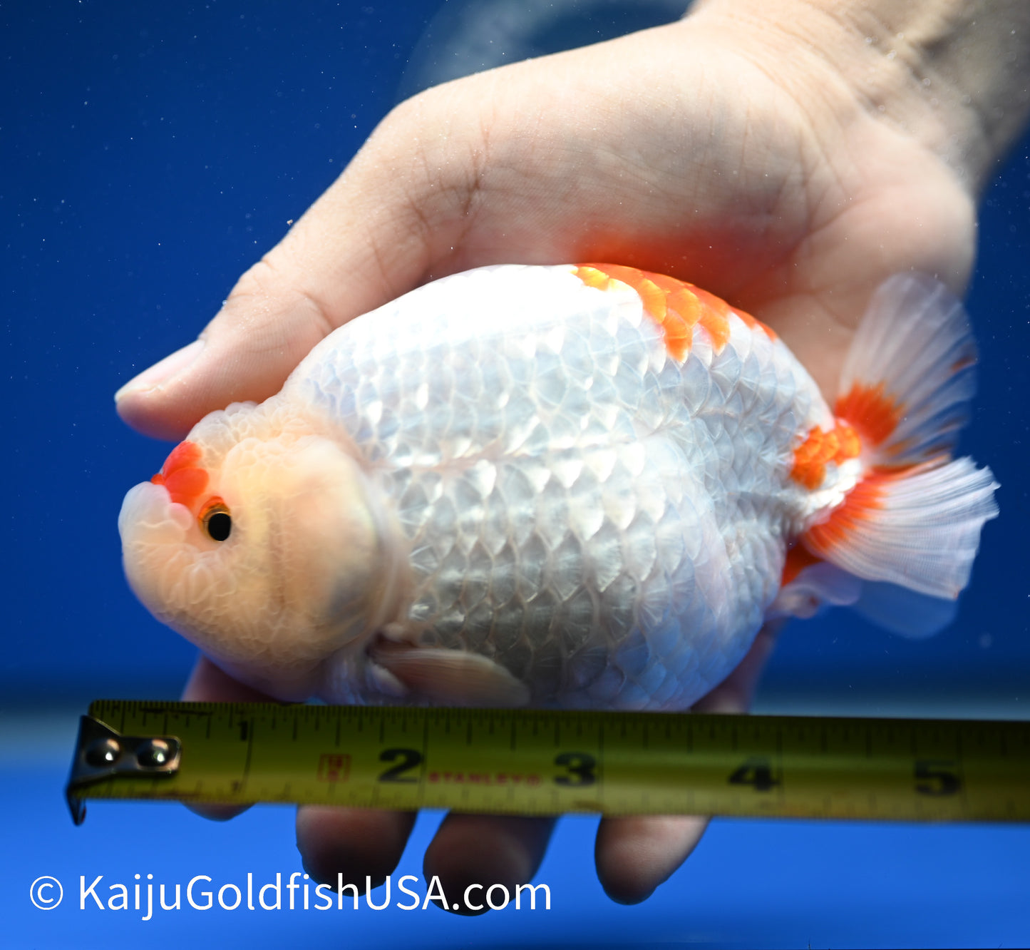 Red White Buffalo Ranchu 4.5 - 5 inches (1215_RC09) - Kaiju Goldfish USA