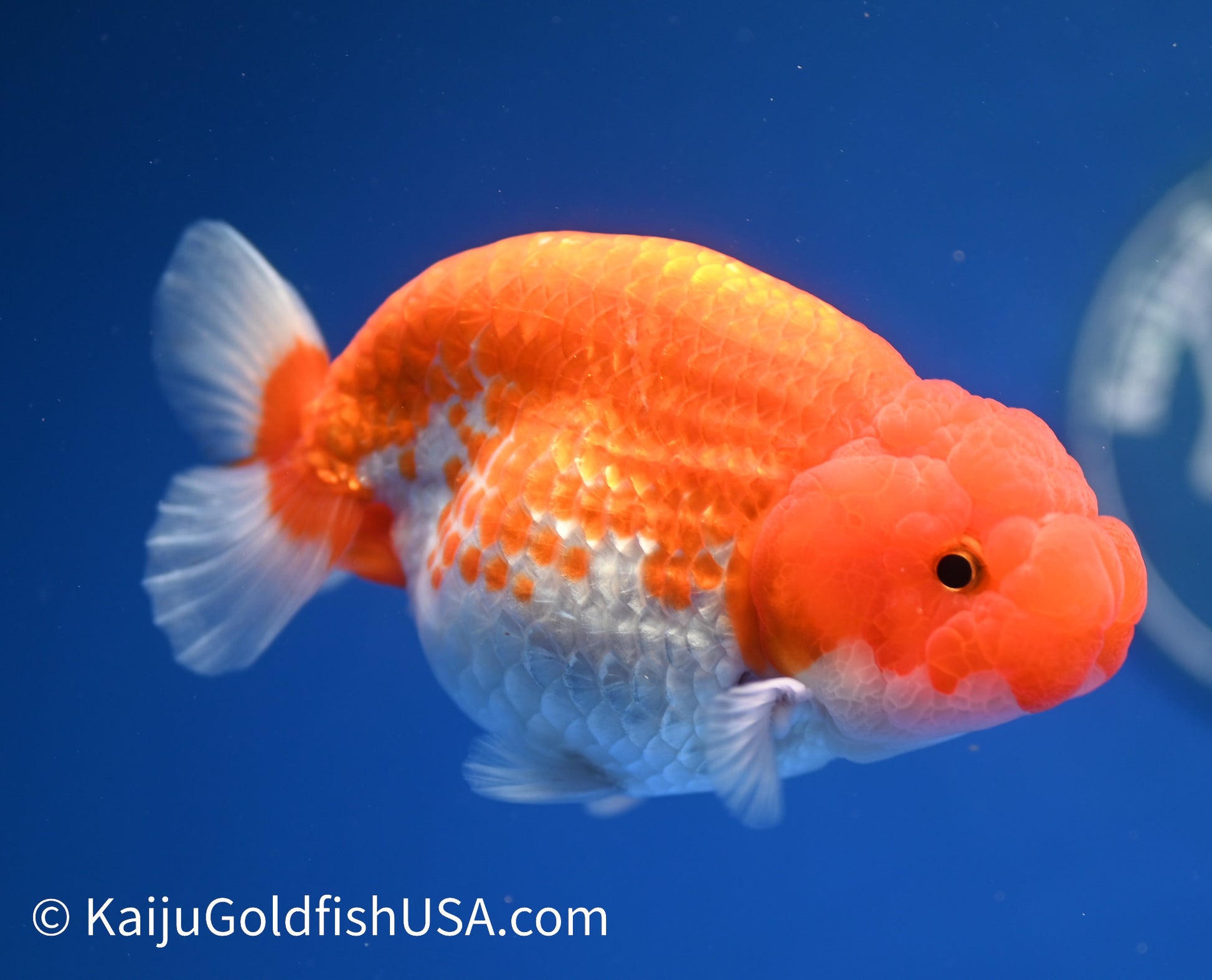 Red White Buffalo Ranchu