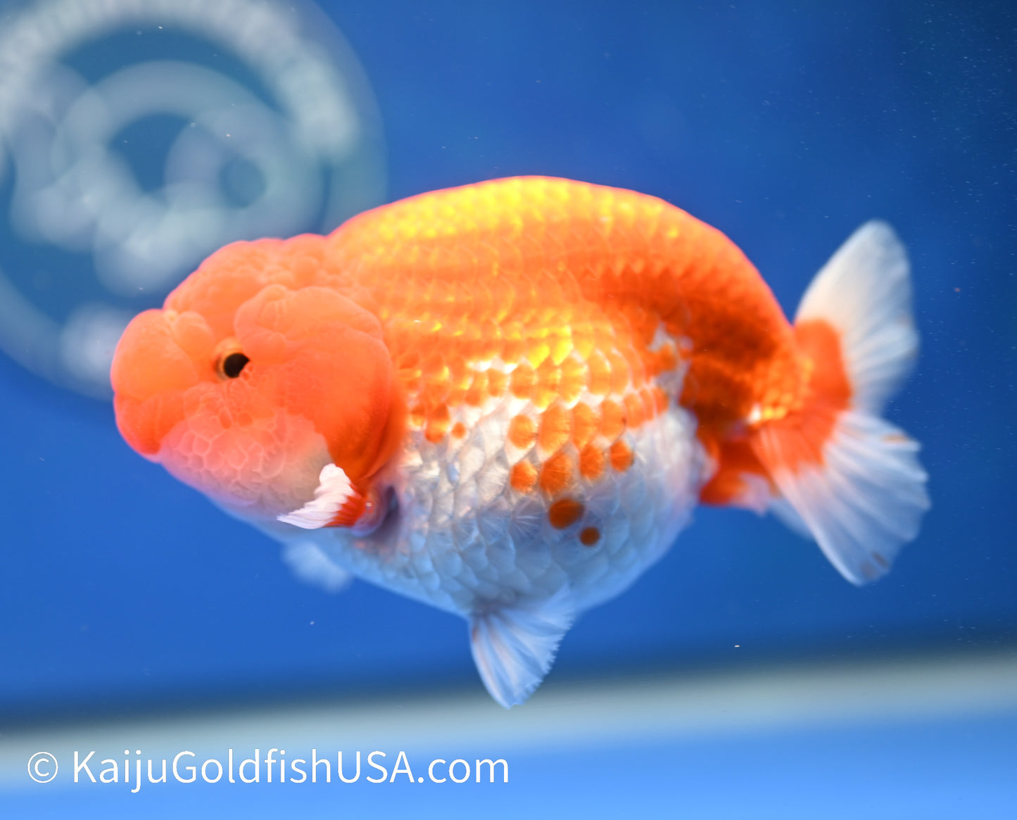 Red White Buffalo Ranchu