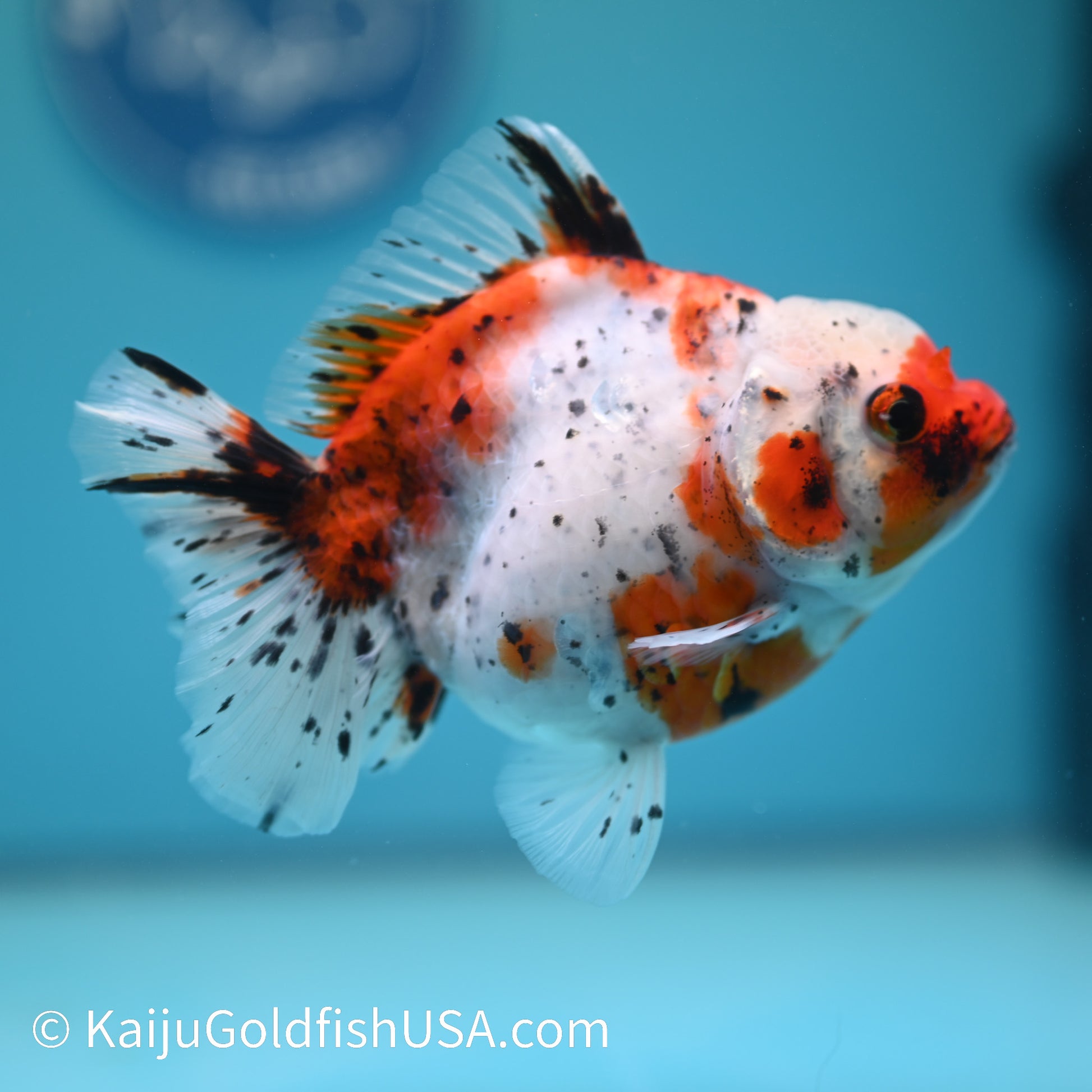 Tricolor YuanBao Oranda 4.5-5 inches (240209_OR10) - Kaiju Goldfish USA