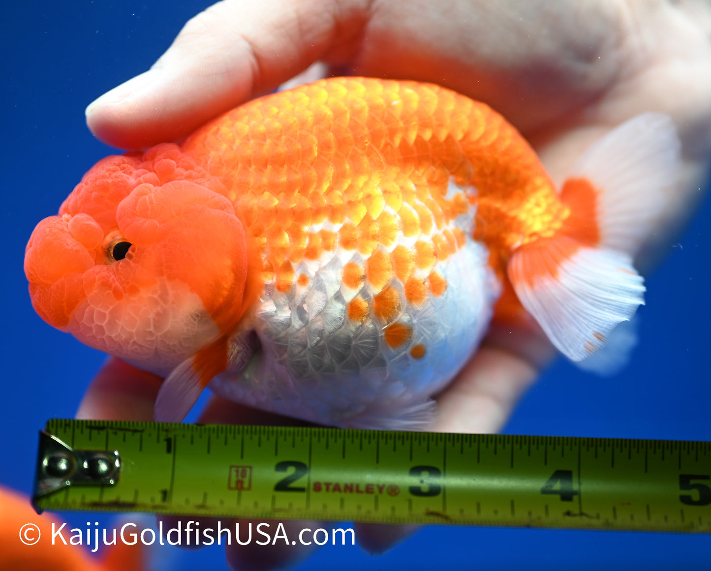 Red White Buffalo Ranchu