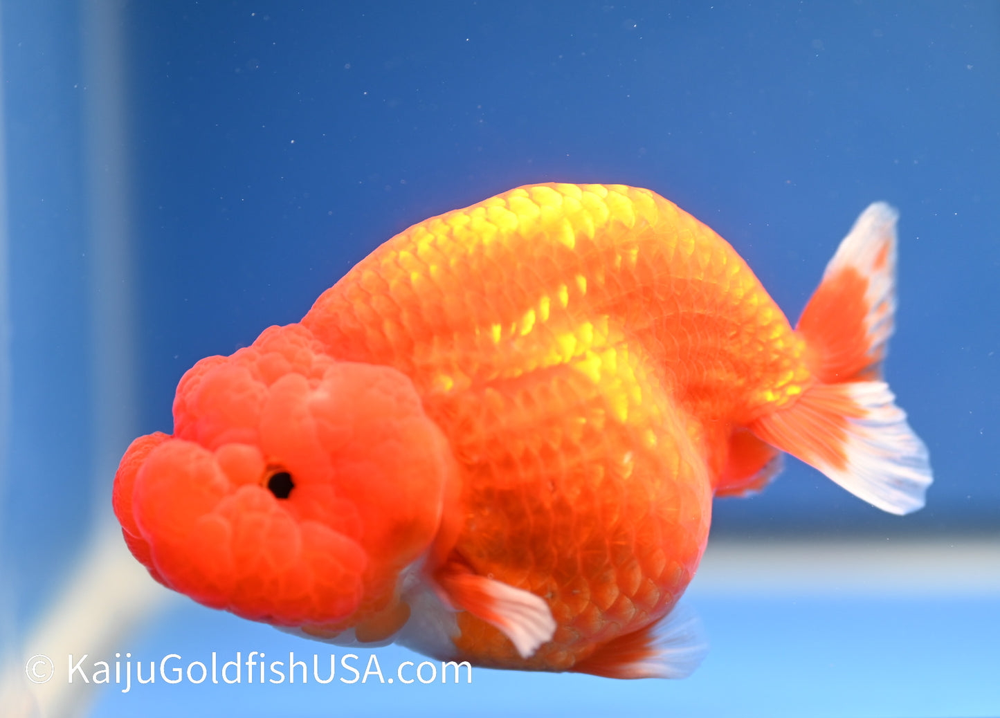 Red White Buffalo Ranchu 4.5 - 5 inches (1215_RC11) - Kaiju Goldfish USA