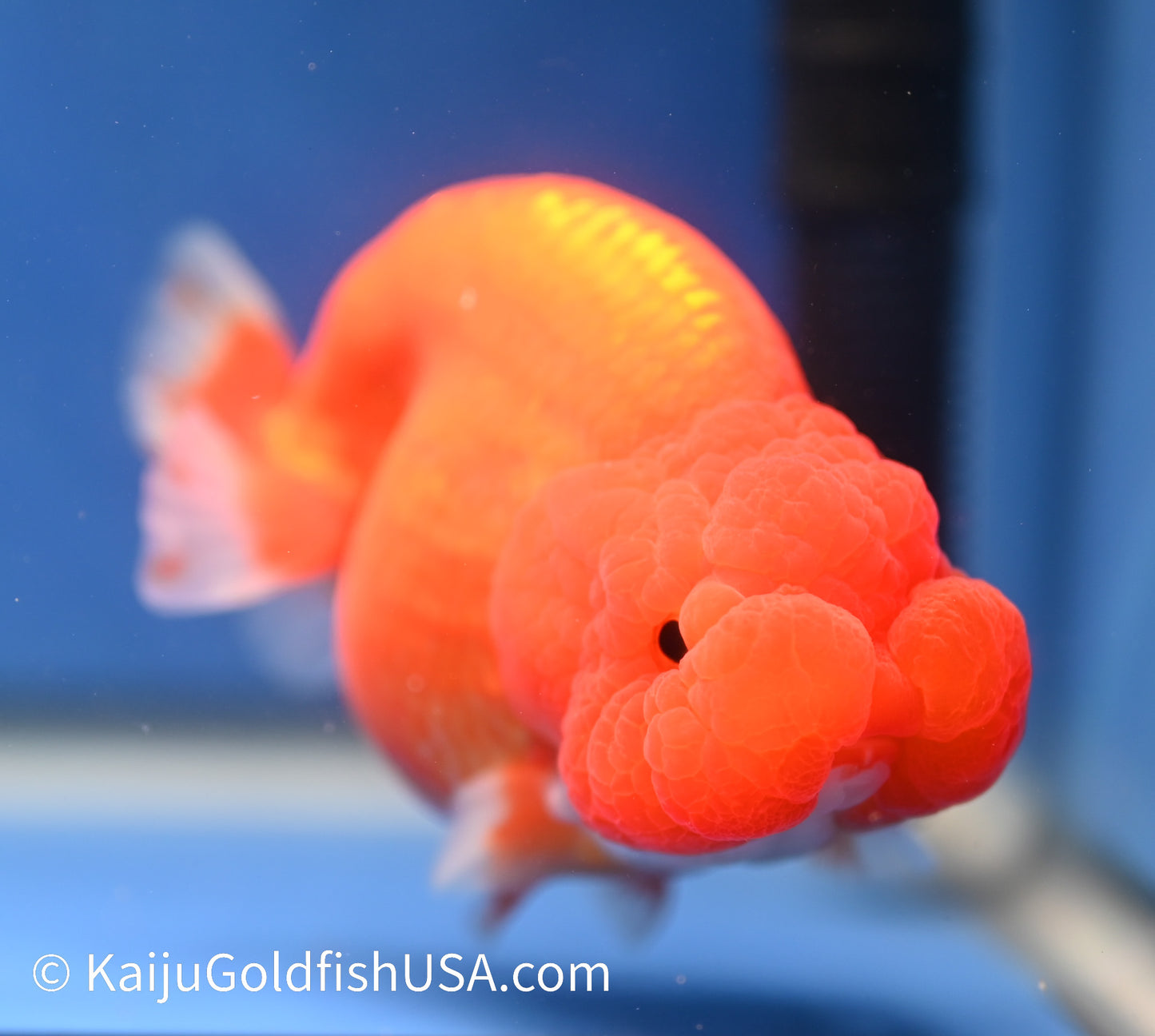 Red White Buffalo Ranchu 4.5 - 5 inches (1215_RC11) - Kaiju Goldfish USA