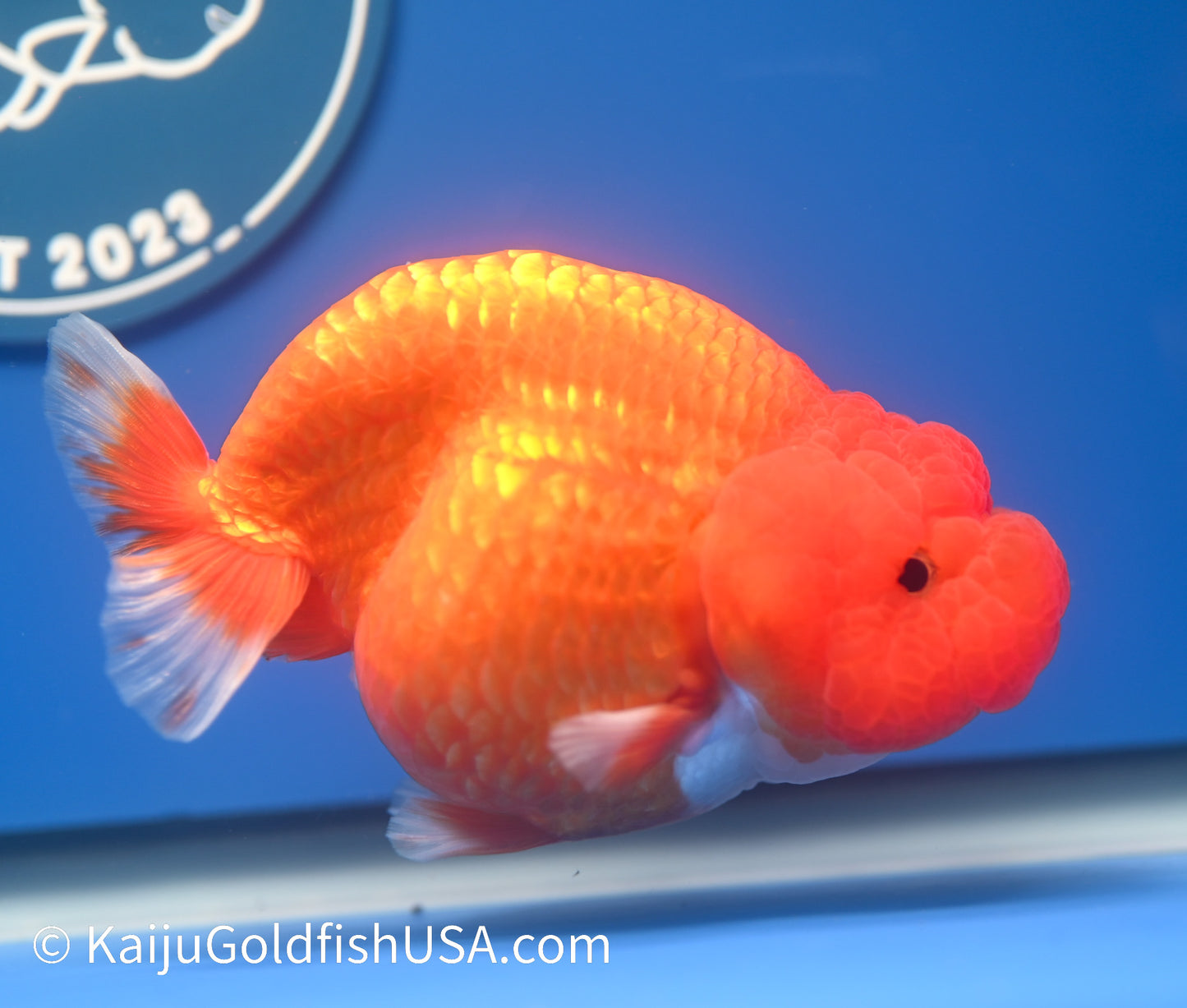 Red White Buffalo Ranchu 4.5 - 5 inches (1215_RC11) - Kaiju Goldfish USA