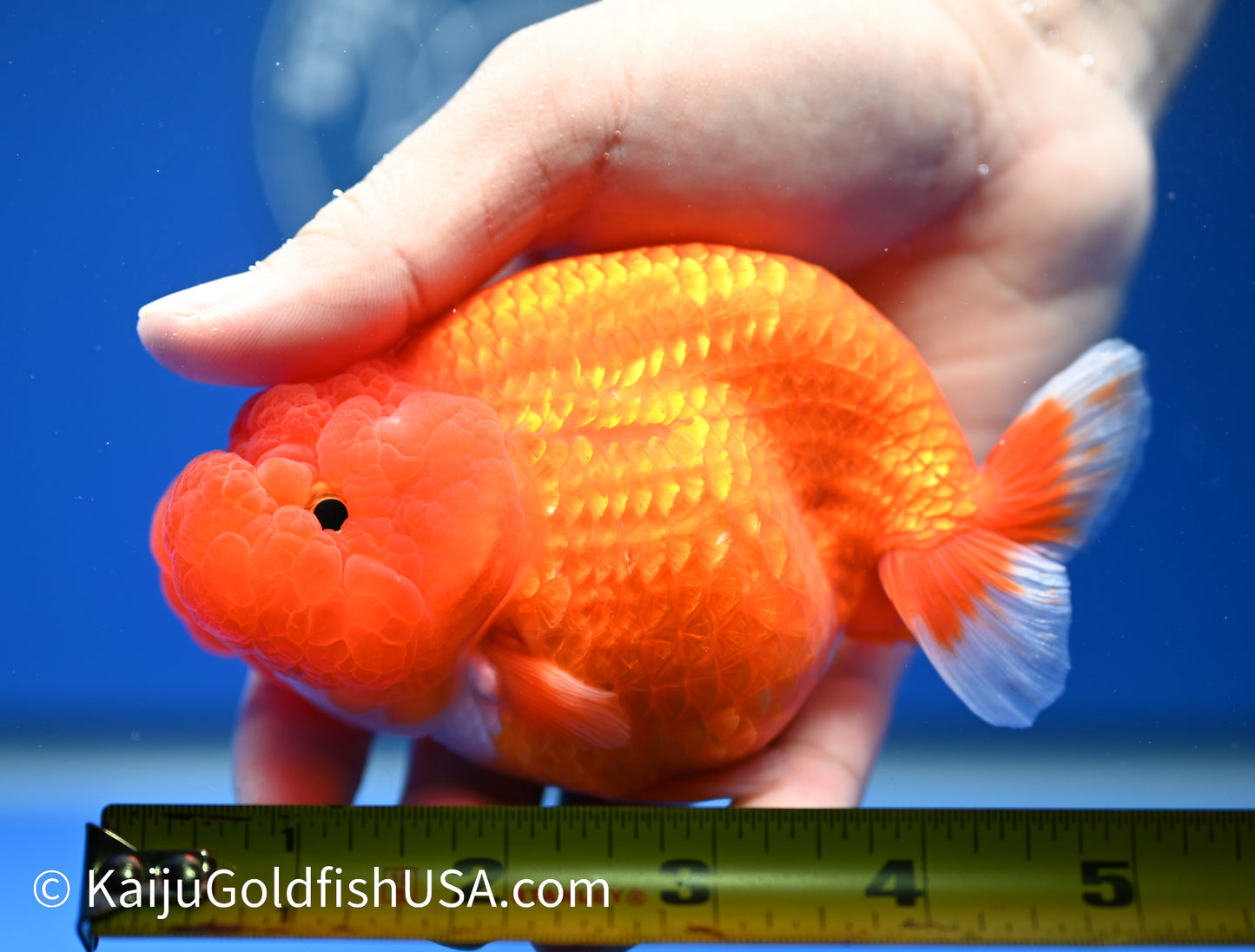 Red White Buffalo Ranchu 4.5 - 5 inches (1215_RC11) - Kaiju Goldfish USA