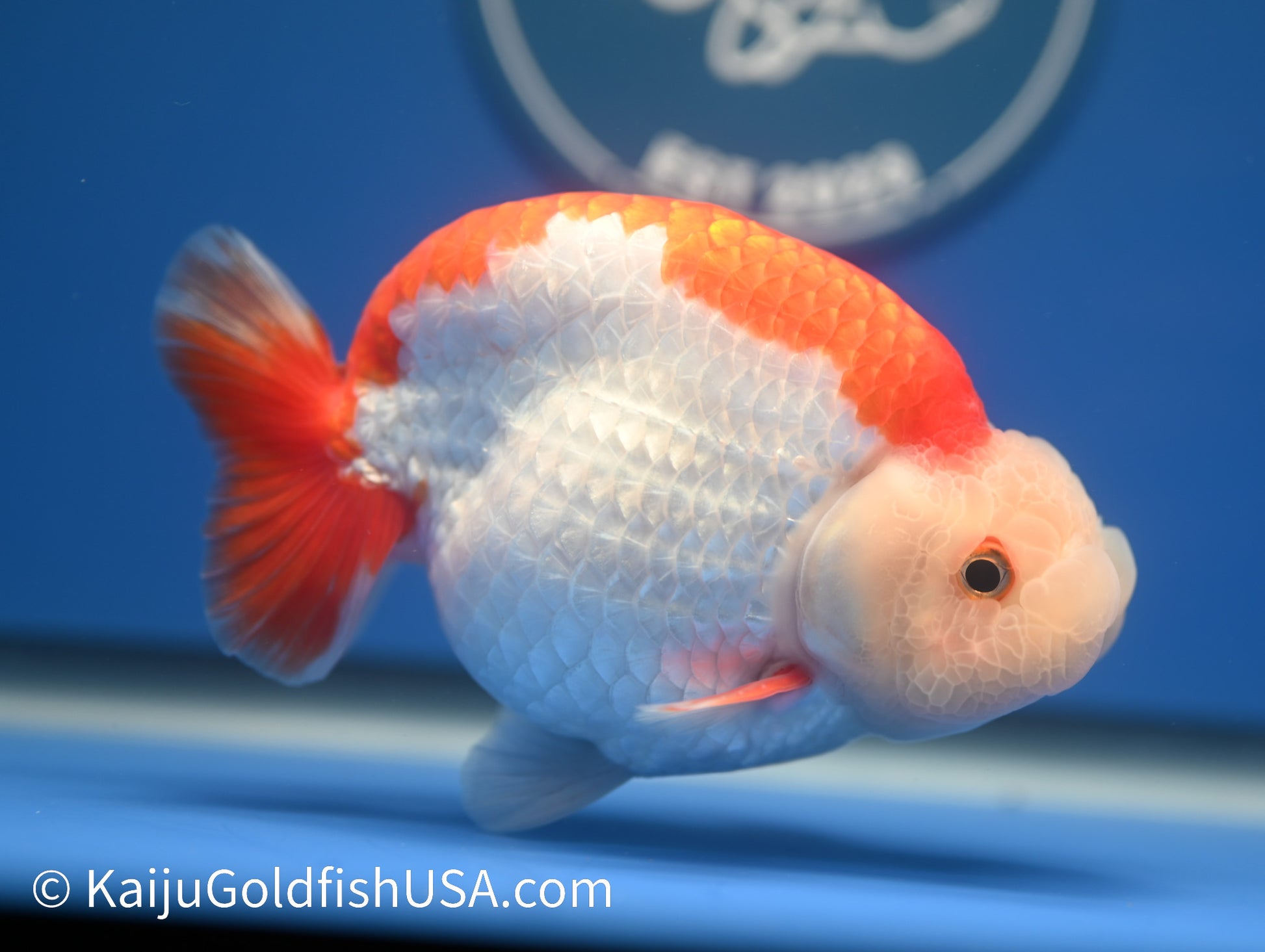 Red White Buffalo Ranchu 4.5 - 5 inches (1215_RC12) - Kaiju Goldfish USA