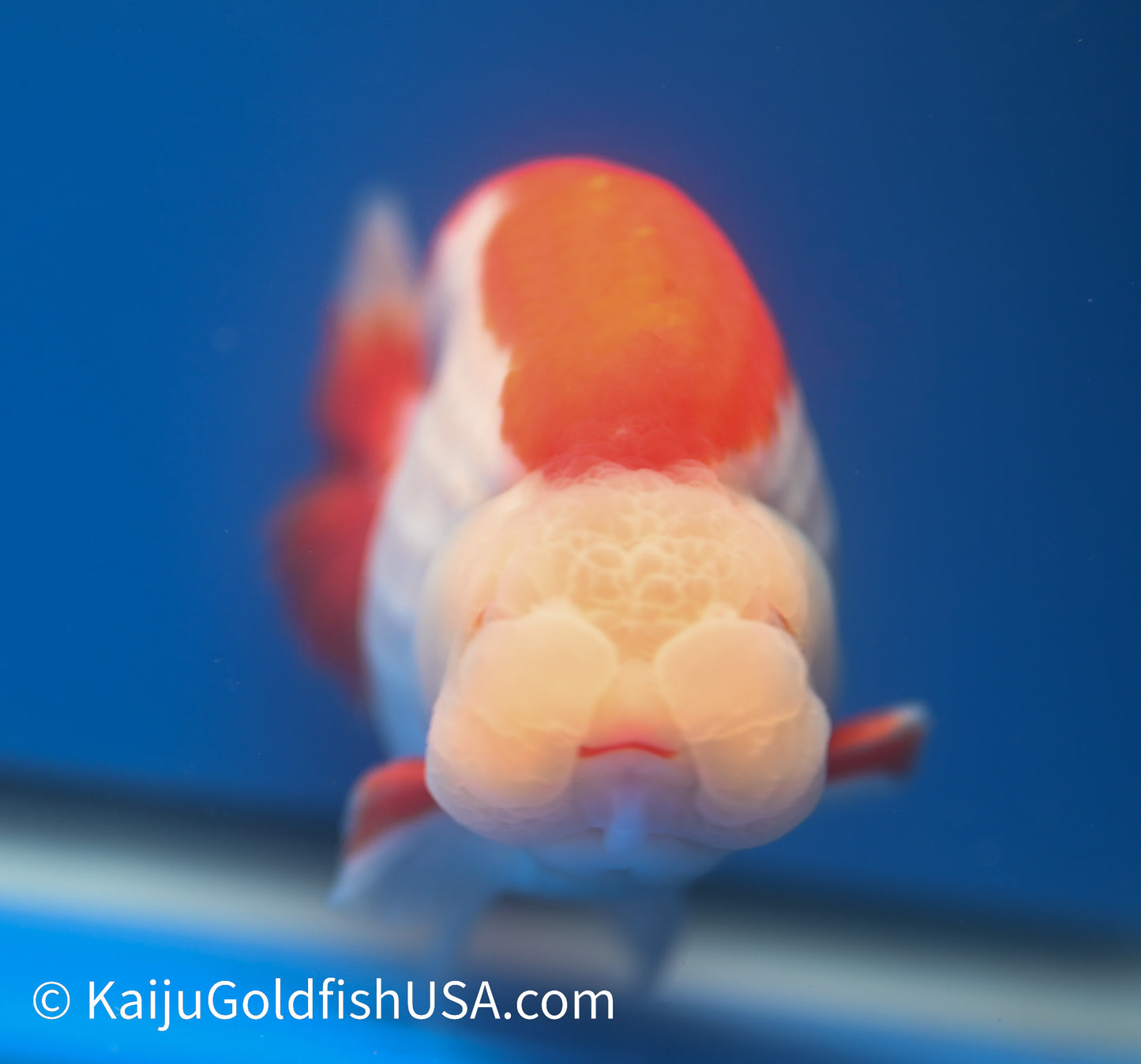 Red White Buffalo Ranchu 4.5 - 5 inches (1215_RC12) - Kaiju Goldfish USA