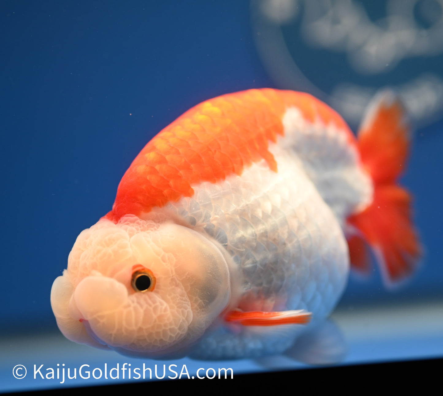 Red White Buffalo Ranchu 4.5 - 5 inches (1215_RC12) - Kaiju Goldfish USA