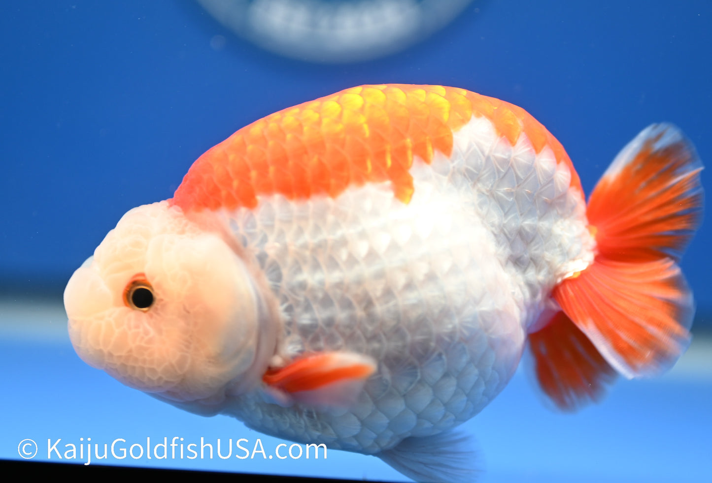 Red White Buffalo Ranchu 4.5 - 5 inches (1215_RC12) - Kaiju Goldfish USA