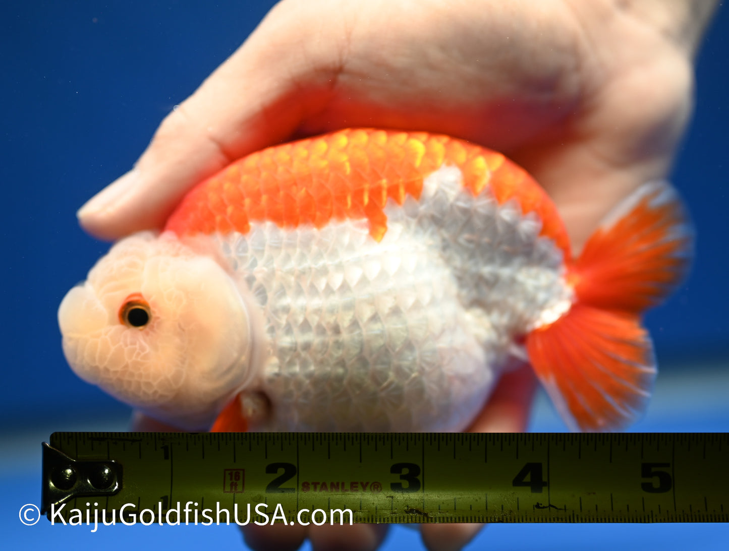 Red White Buffalo Ranchu 4.5 - 5 inches (1215_RC12) - Kaiju Goldfish USA