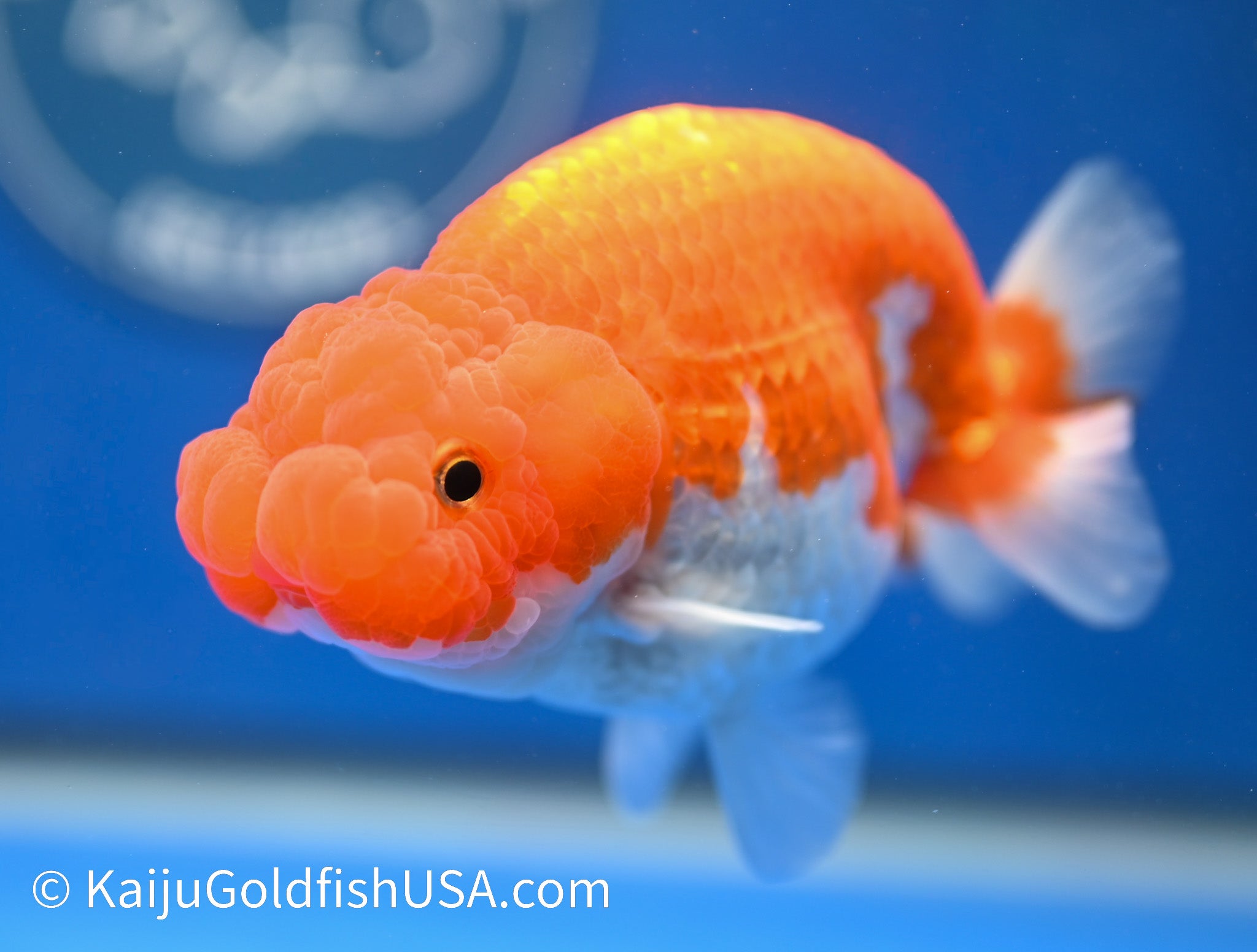 Red White Buffalo Ranchu Goldfish for Sale | Red White Buffalo Ranchu ...