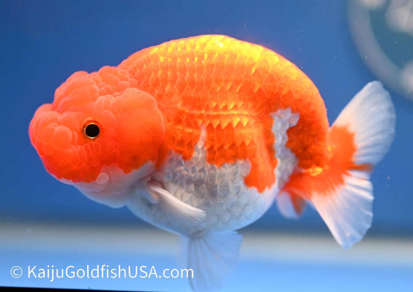 Red White Buffalo Ranchu 4.5 - 5 inches (1215_RC13) - Kaiju Goldfish USA