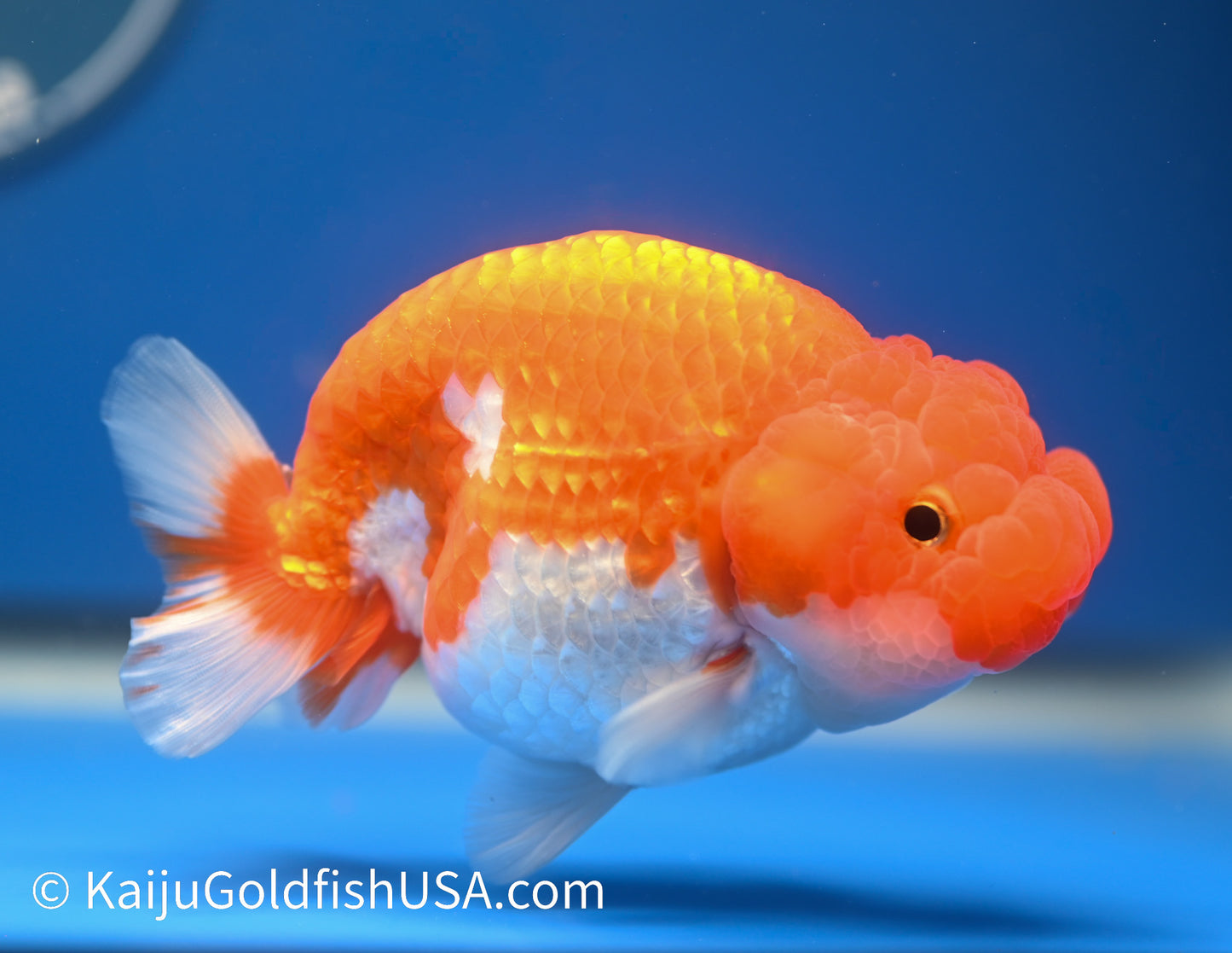 Red White Buffalo Ranchu 4.5 - 5 inches (1215_RC13) - Kaiju Goldfish USA