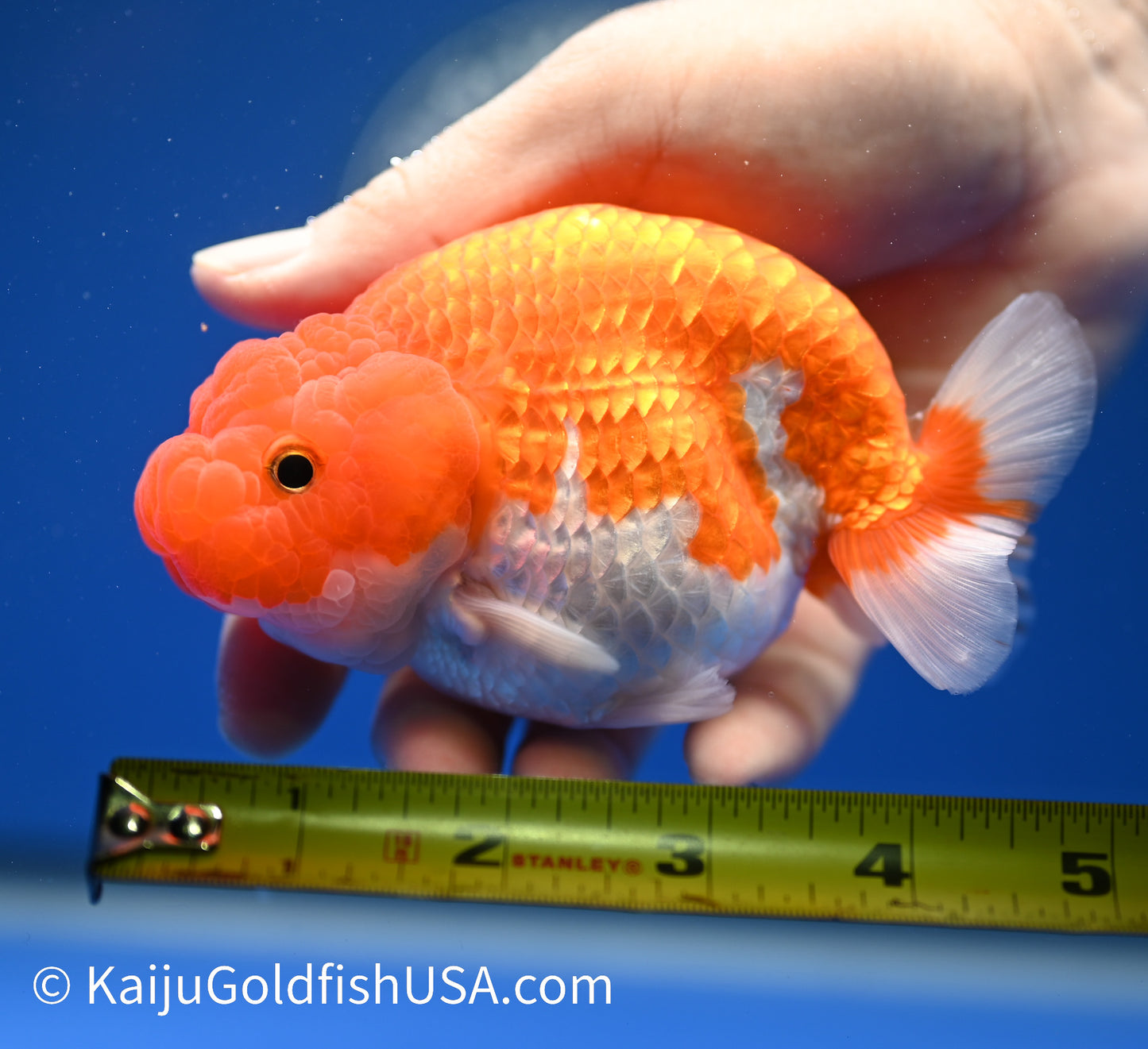 Red White Buffalo Ranchu 4.5 - 5 inches (1215_RC13) - Kaiju Goldfish USA