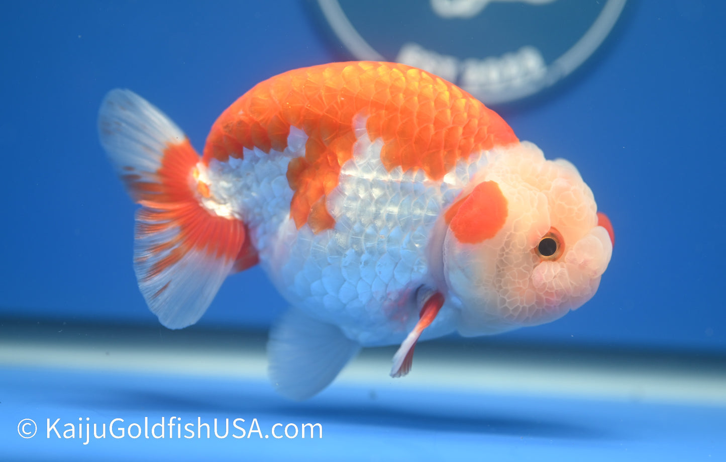 Red White Buffalo Ranchu 4.5 - 5 inches (1215_RC14) - Kaiju Goldfish USA