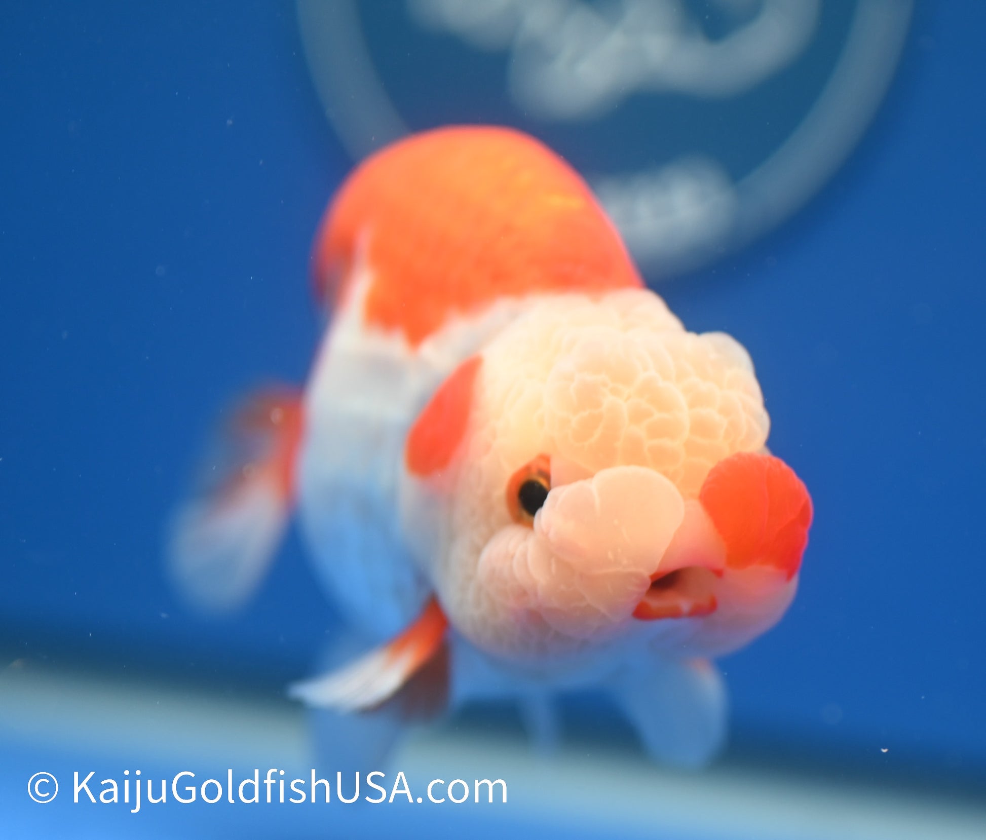 Red White Buffalo Ranchu 4.5 - 5 inches (1215_RC14) - Kaiju Goldfish USA