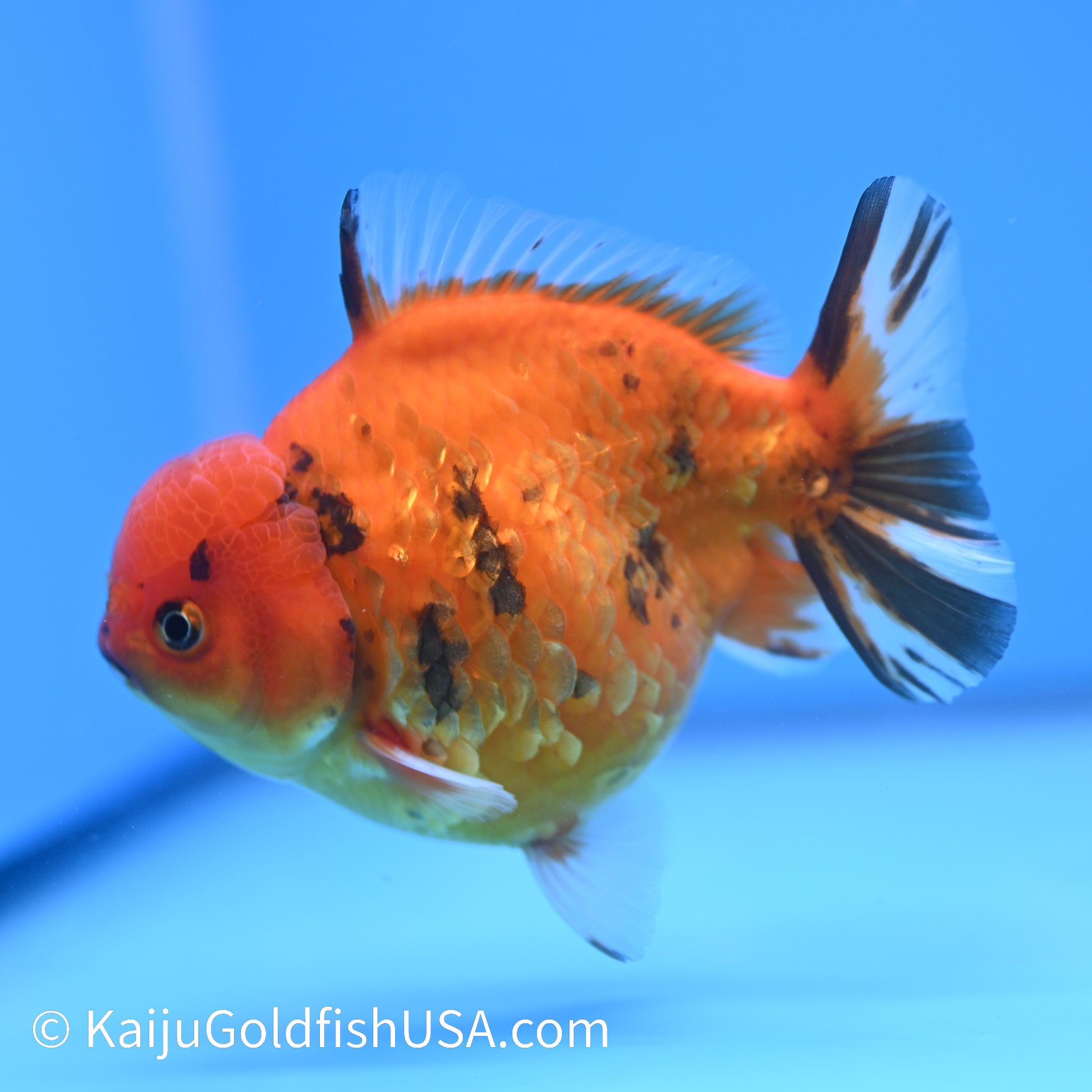 Red Tiger YuanBao Oranda 4.5-5 inches (240209_OR12) - Kaiju Goldfish USA